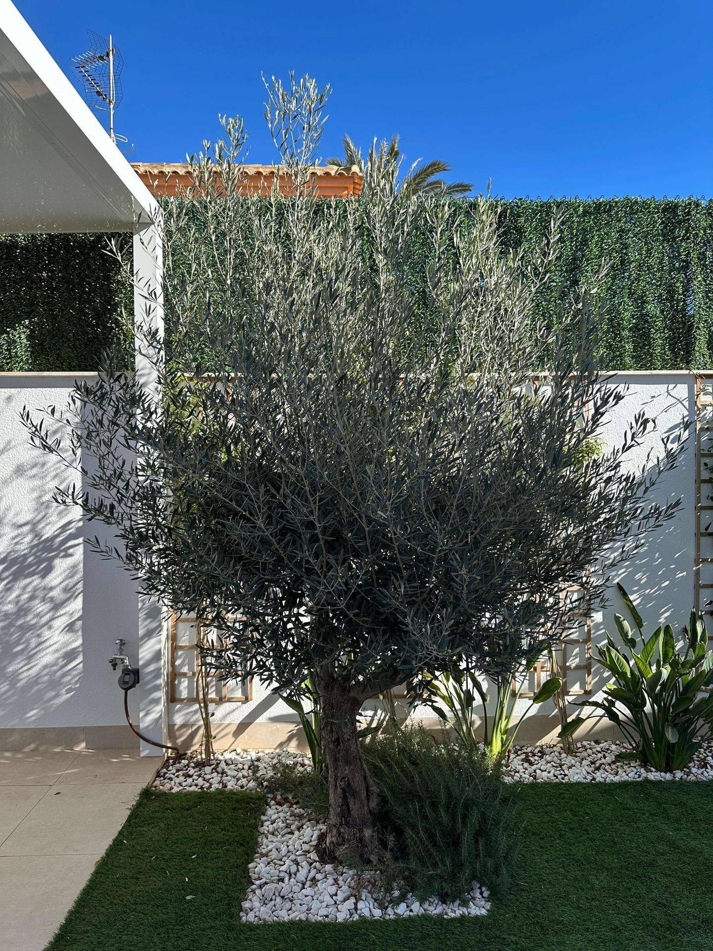 Mediterraner Olivenbaum im Gartenbereich mit Kunstrasen und weißem Kies.