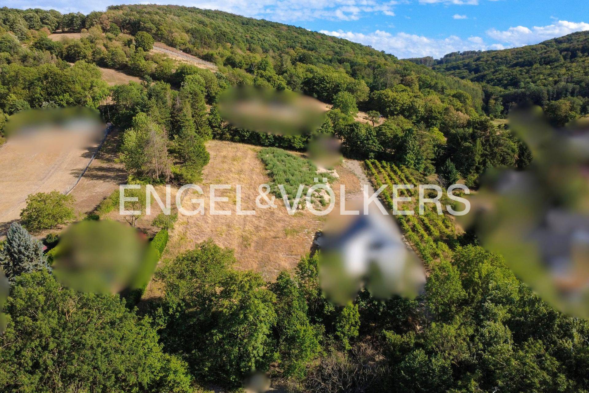 Weitläufiges Grundstück mit trockener Wiese, angrenzendem Weinberg und dicht bewaldeten Hügeln im Hintergrund.