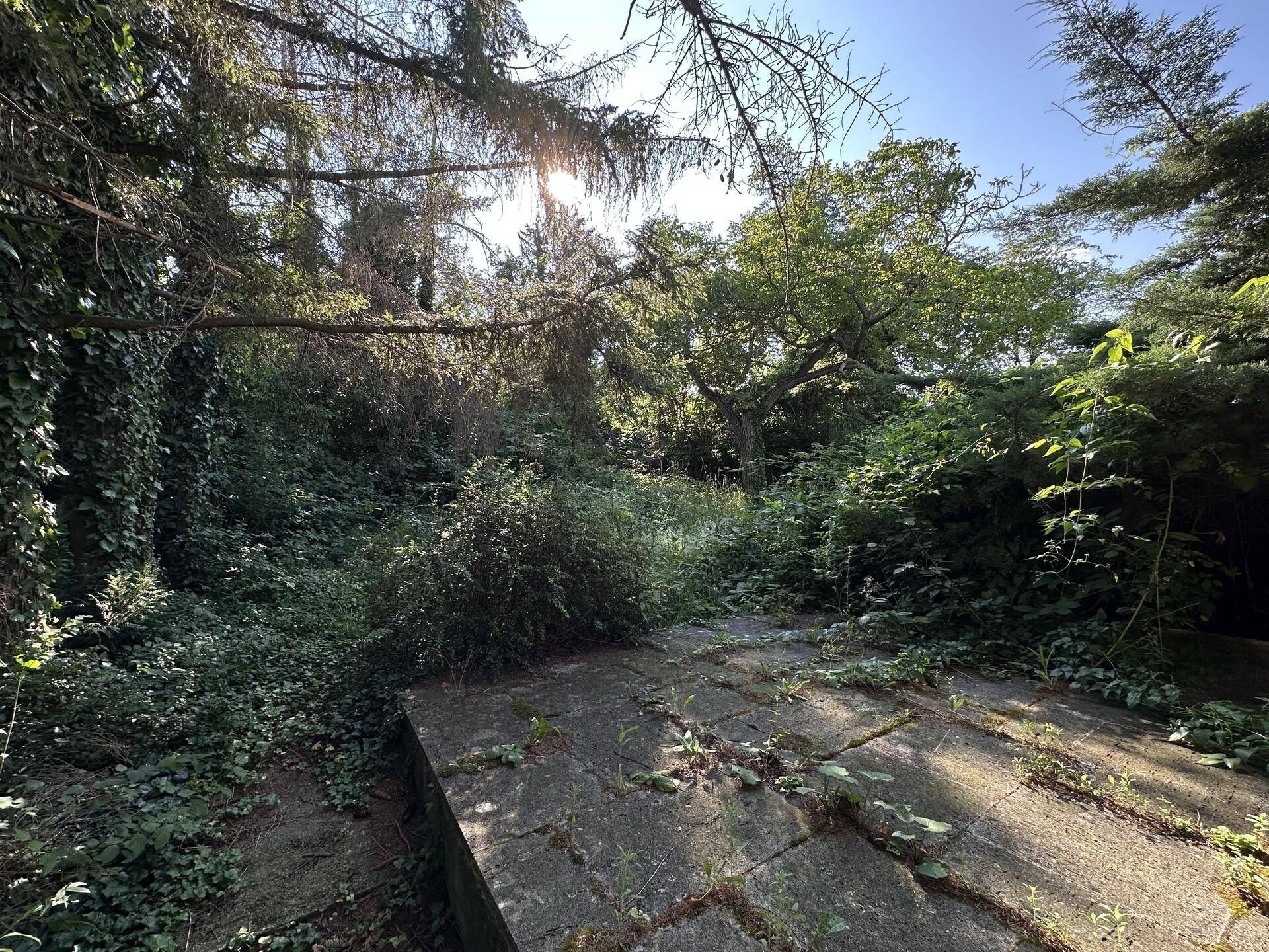 Verwilderter Gartenbereich mit alten Betonplatten und dichtem Bewuchs unter strahlendem Sonnenlicht.