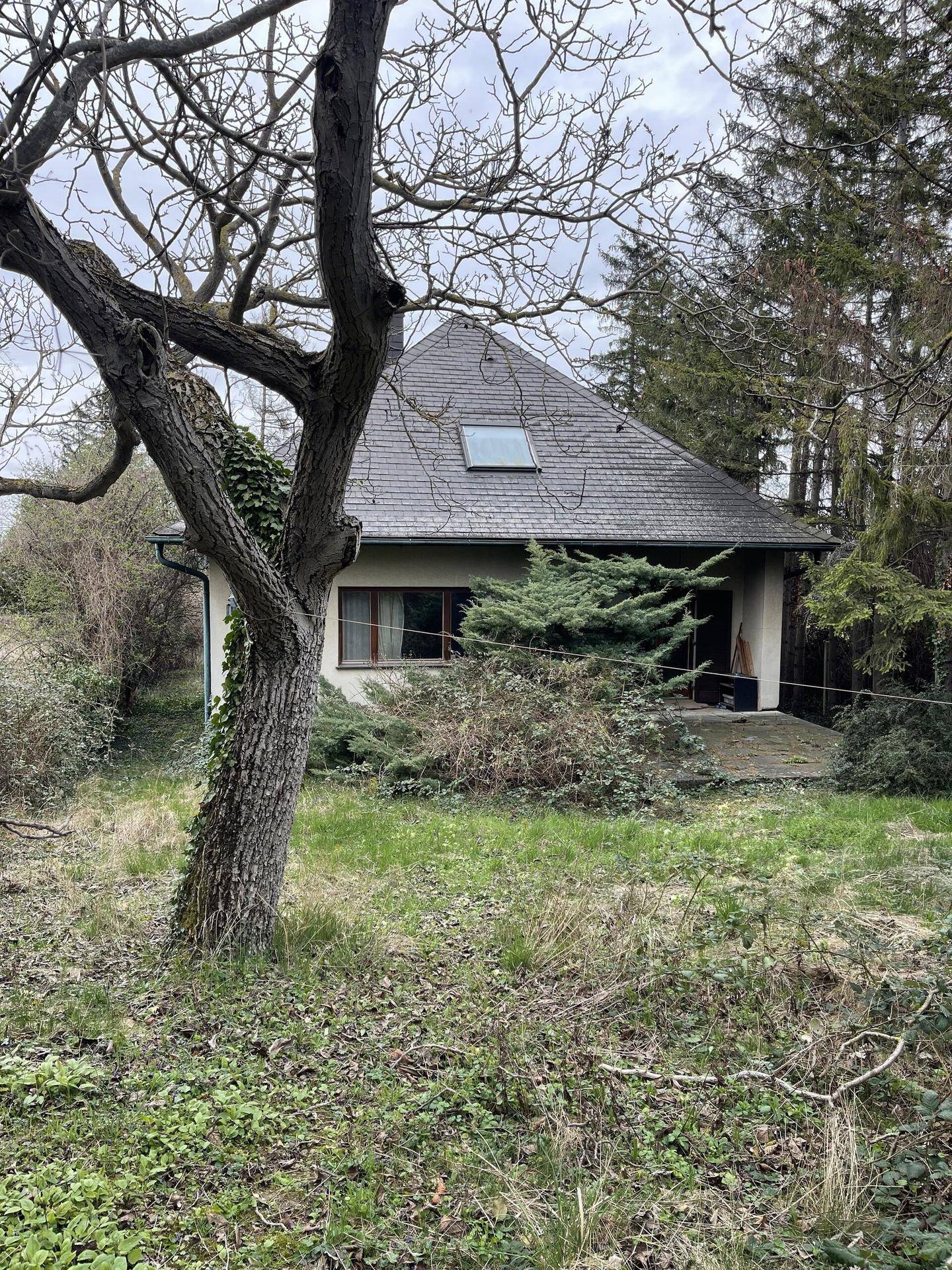 Hausansicht aus dem verwilderten Garten, mit einem markanten kahlen Baum im Vordergrund und bewölktem Himmel.