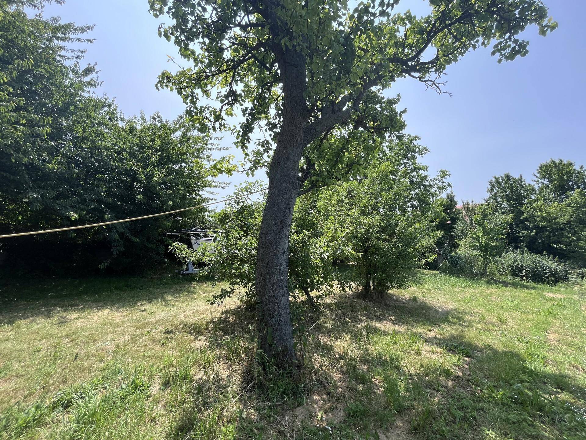 Alter Baum im Vordergrund einer sonnigen Rasenfläche, umgeben von weiteren Bäumen.