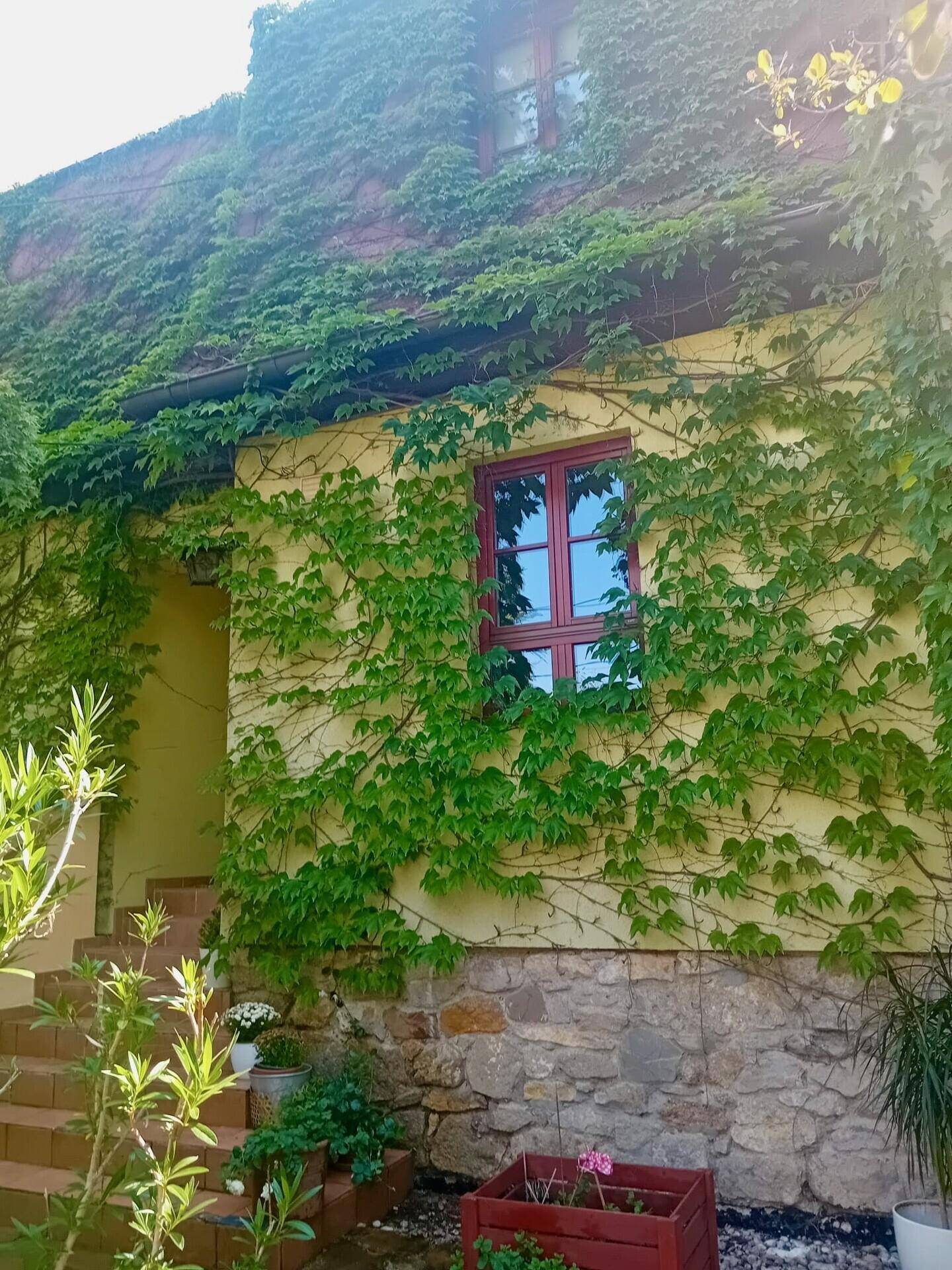 Gelbe Hausfassade mit roten Fenstern, dicht mit Efeu bewachsen, und einer Terrakotta-Treppe.