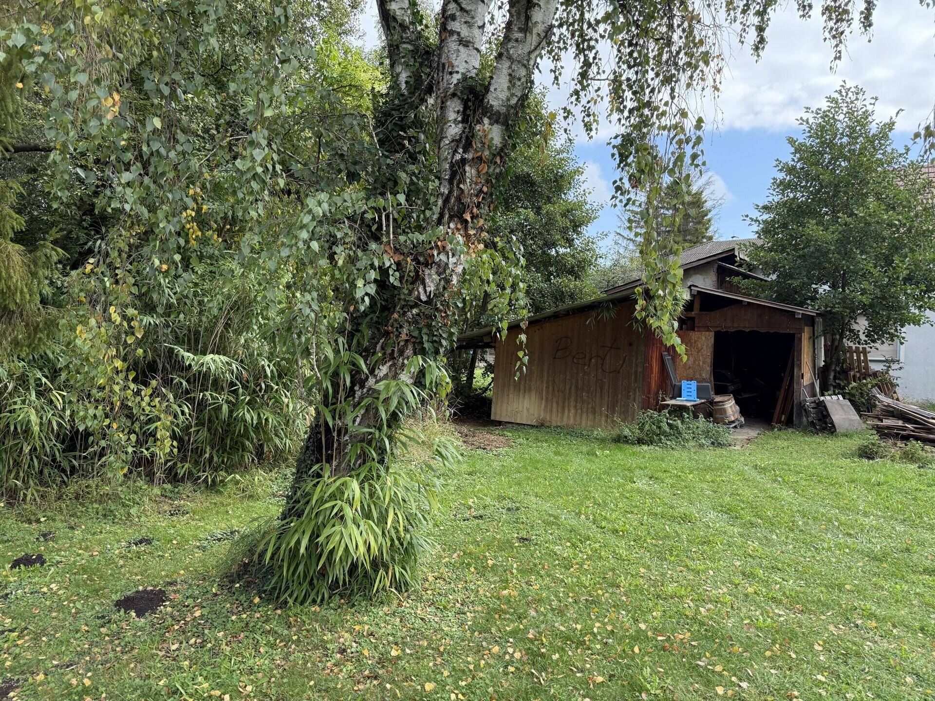 Gartenansicht mit einem großen Baum im Vordergrund, einem Holzschuppen und dichtem Laubwerk.