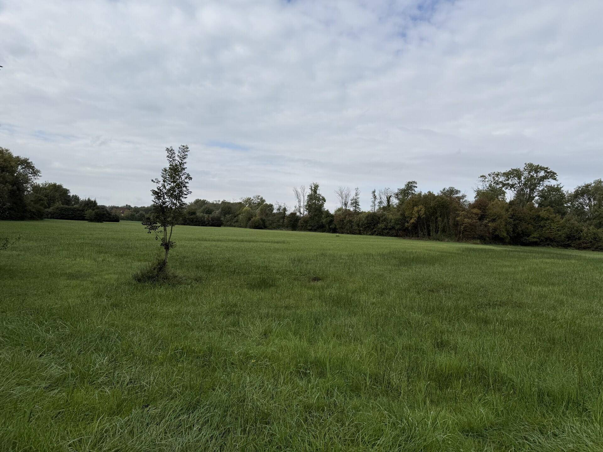 Ausgedehntes grünes Feld mit einem jungen Baum und bewaldeter Umgebung unter Wolken.