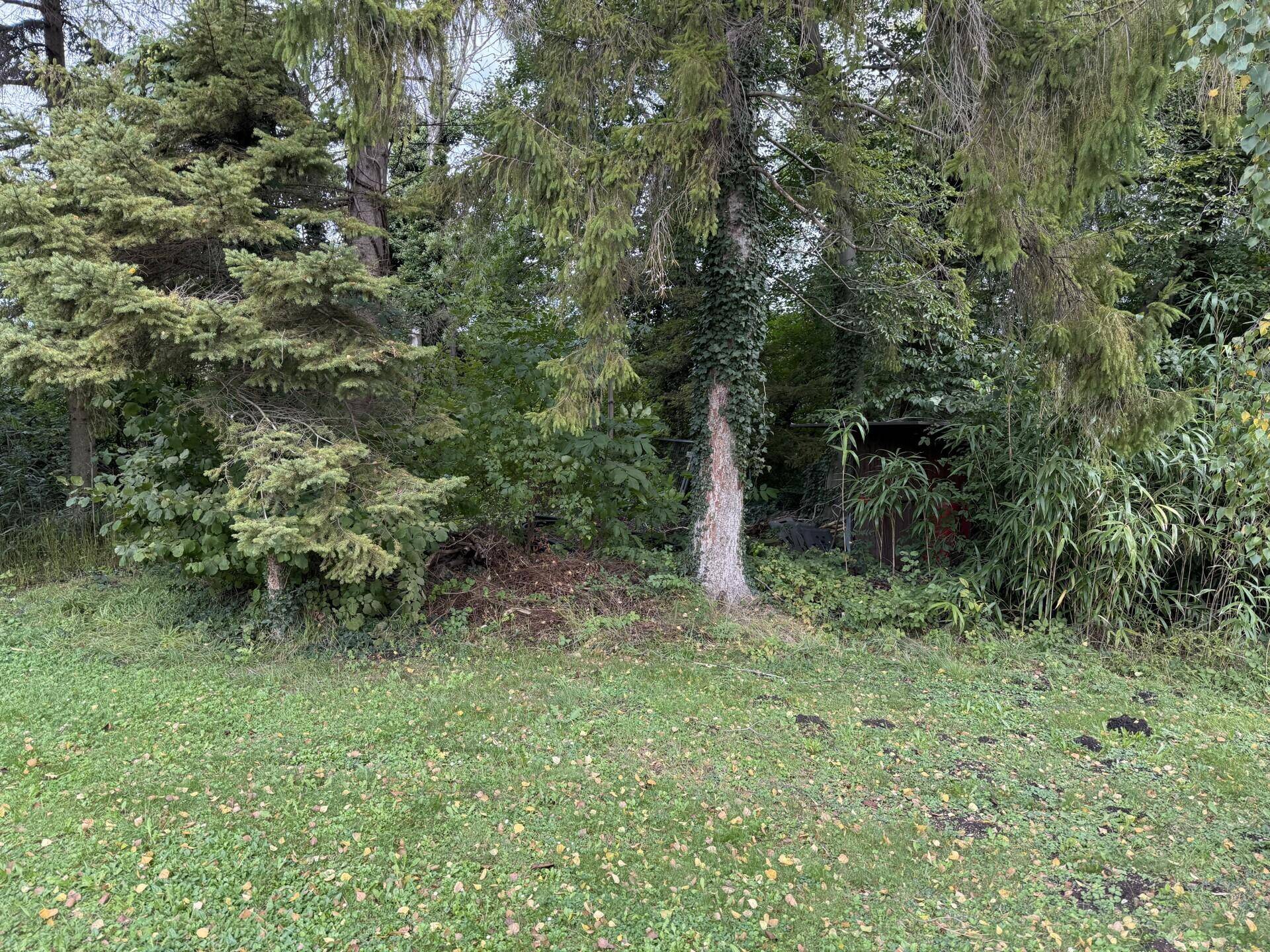 Dichtes grünes Laub und Bäume, mit einem Blick auf eine Holzstruktur im Hintergrund.