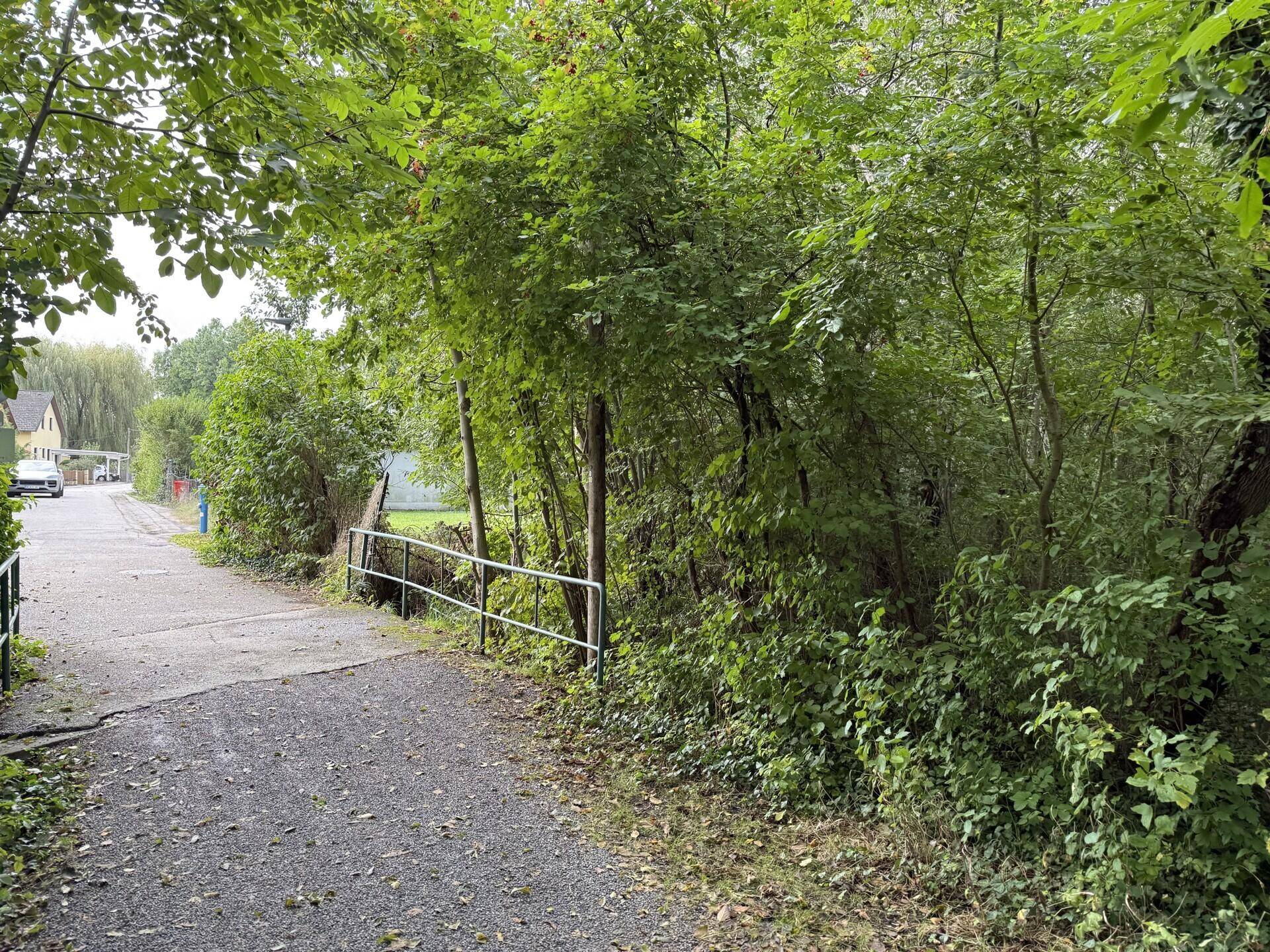Schmaler Weg umgeben von dichtem Grün und Bäumen, der zu einer Straße führt.