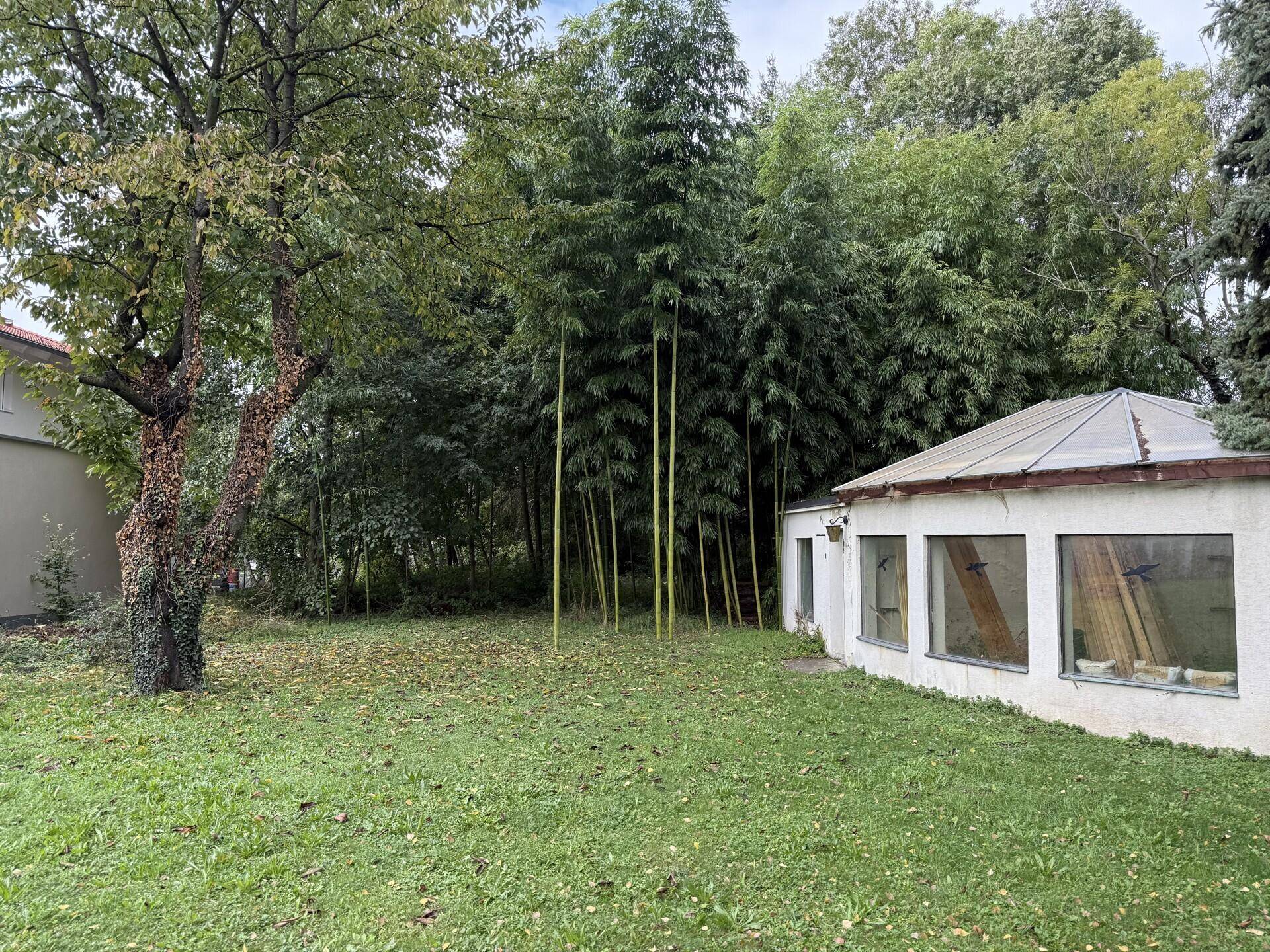 Gartenbereich mit einem kleinen Nebengebäude, hohen Bambusbäumen und weiteren Bäumen.