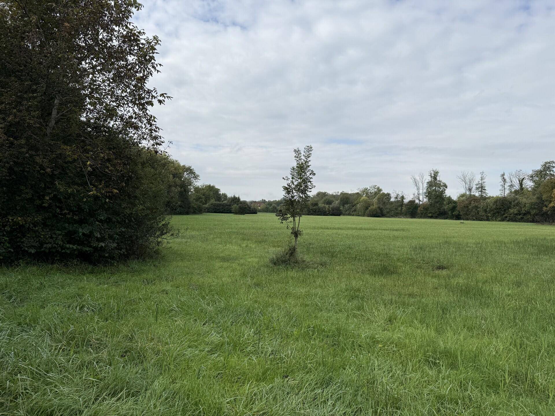 Weites grünes Feld mit einem einzelnen Baum in der Mitte und Waldrand im Hintergrund.
