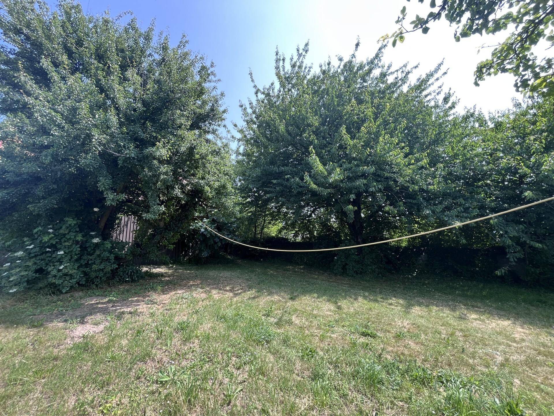 Offene Rasenfläche mit hohen Bäumen und einer gespannten Leine im Gartenbereich.