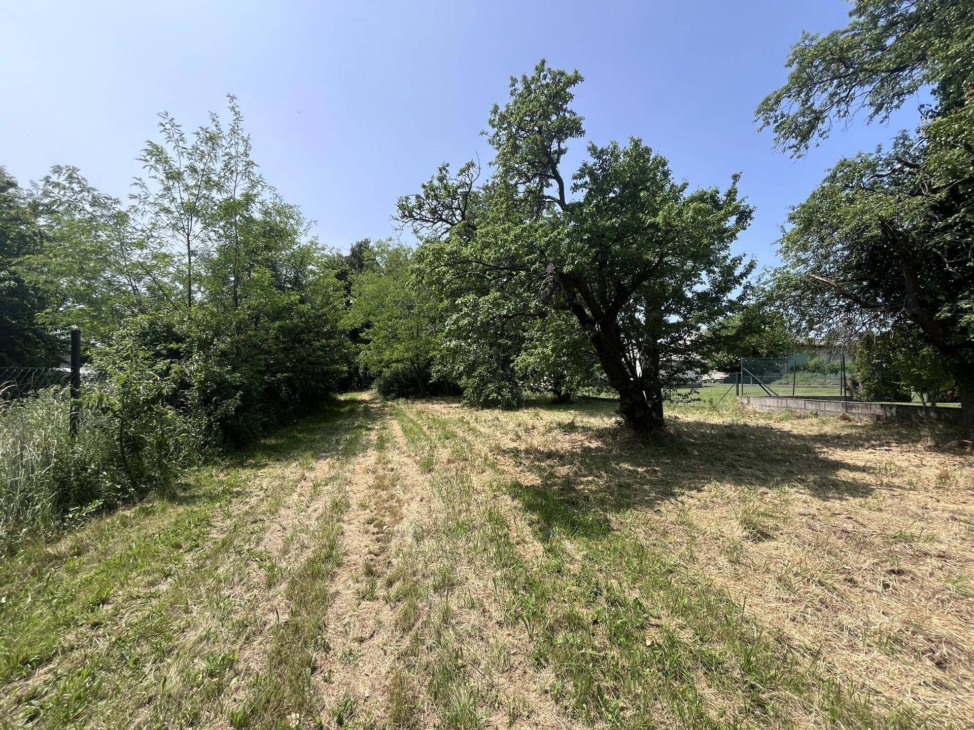 Sonniger Pfad durch eine Rasenfläche, gesäumt von Bäumen und einem Zaun im Hintergrund.
