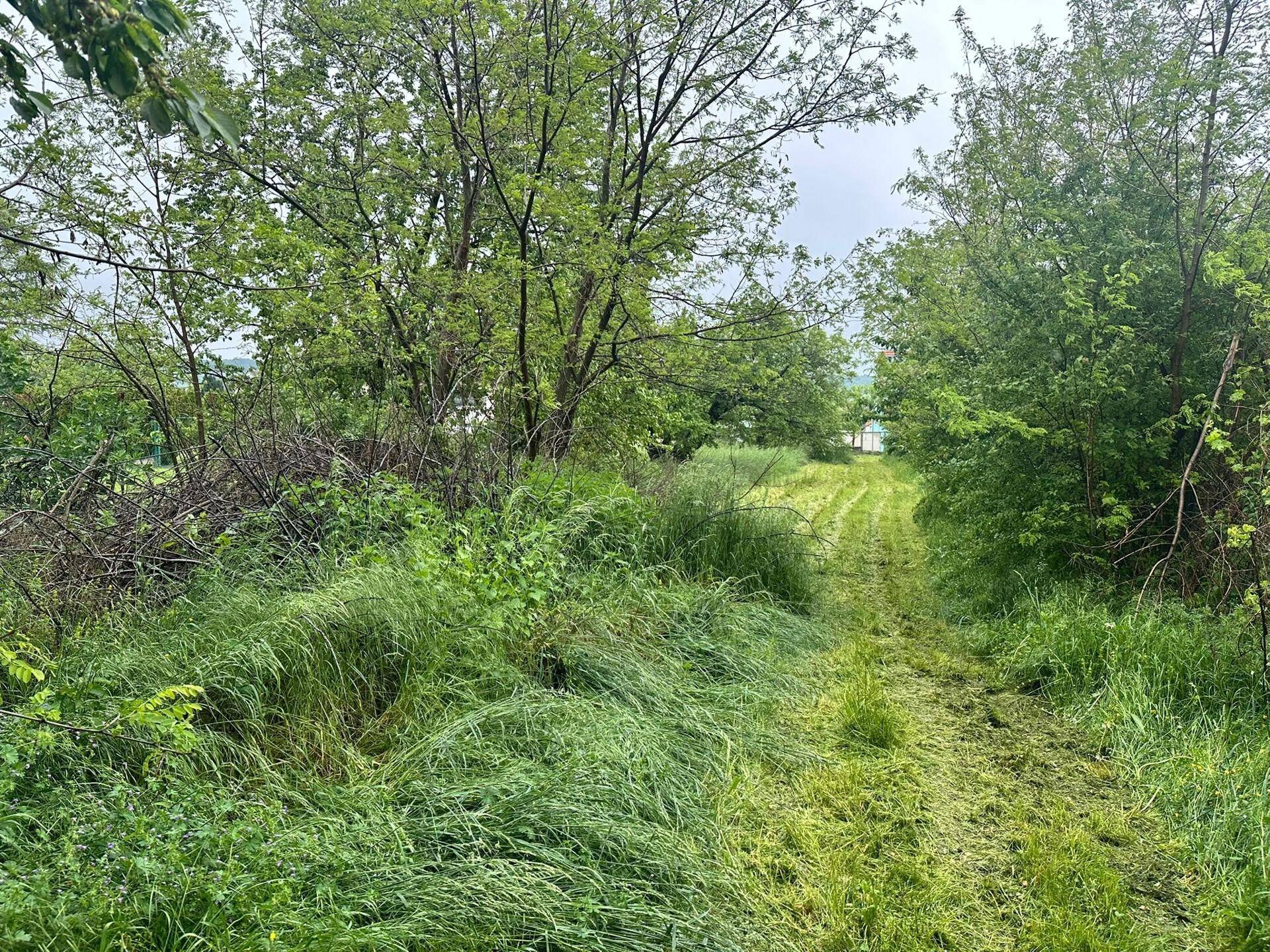 Überwachsener Pfad durch eine grüne Wiese mit Sträuchern und Bäumen im Hintergrund.