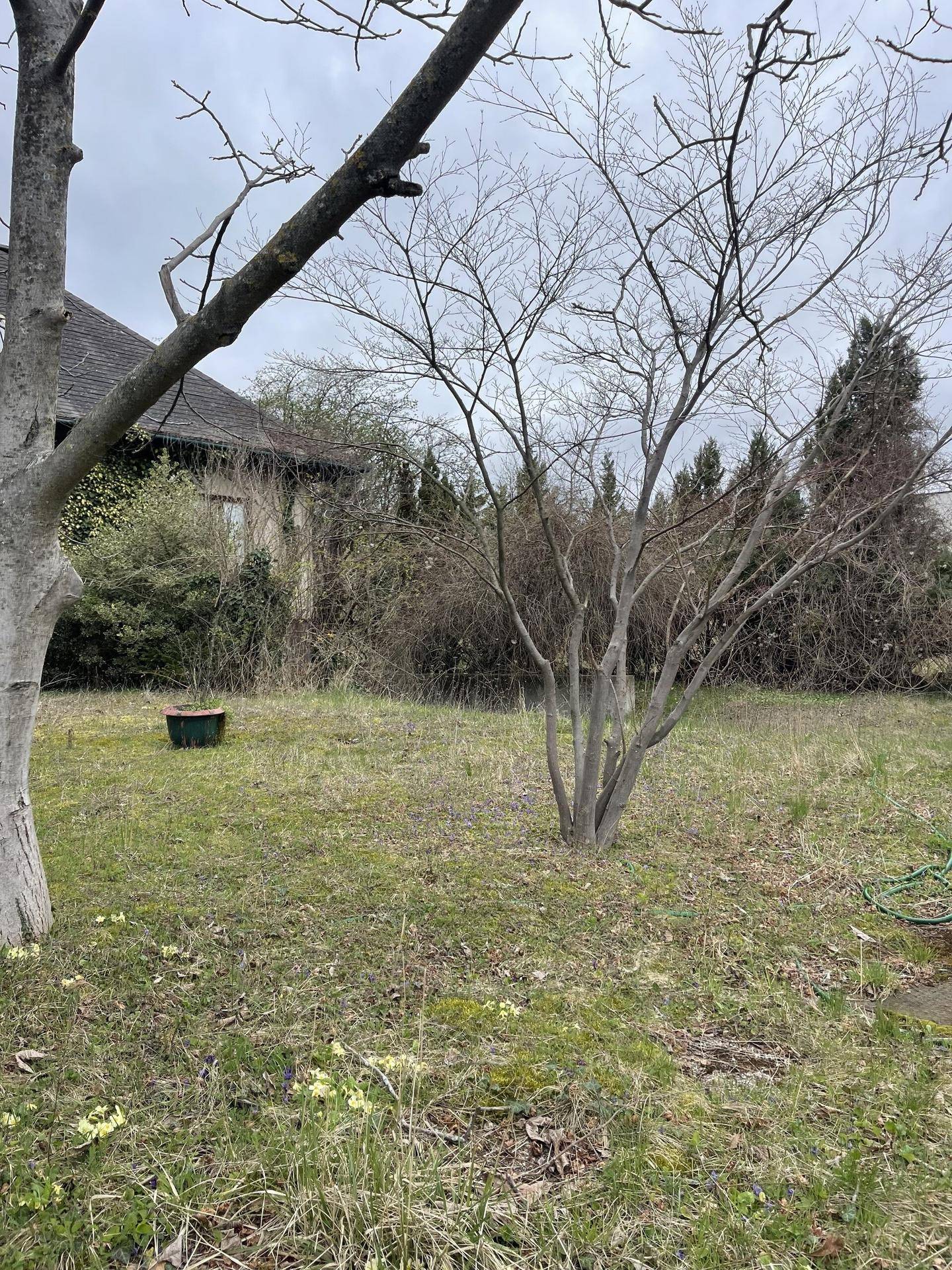 Verwilderter Gartenbereich mit kahlen Bäumen und spärlichem Gras unter einem bewölkten Himmel.