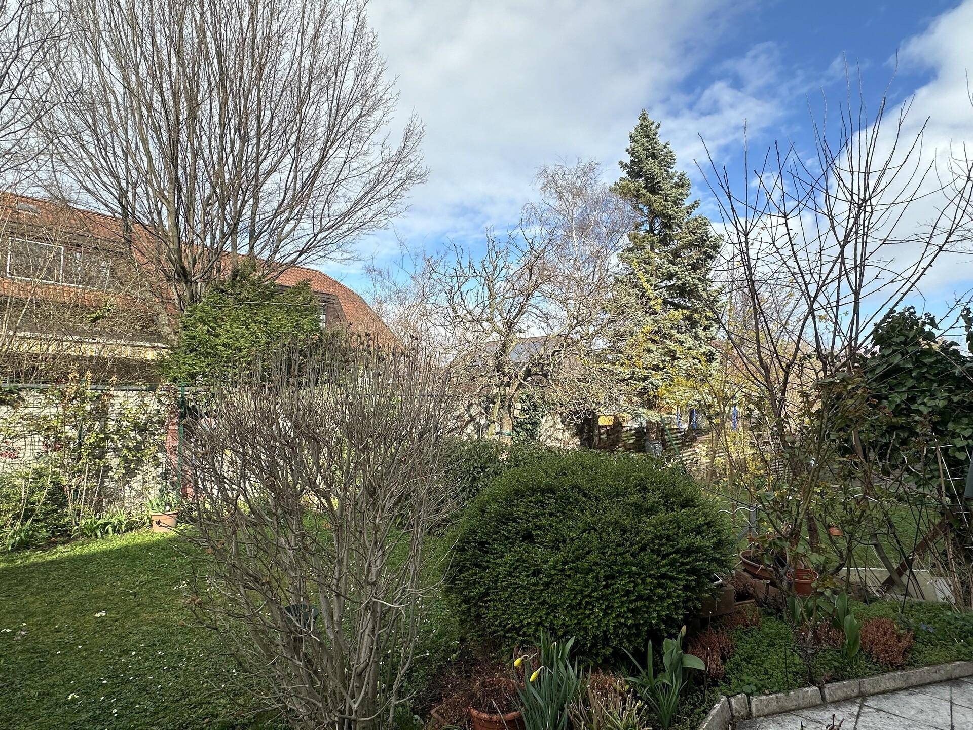 Grüner Gartenbereich mit verschiedenen Bäumen, Sträuchern und Rasenfläche unter blauem Himmel.