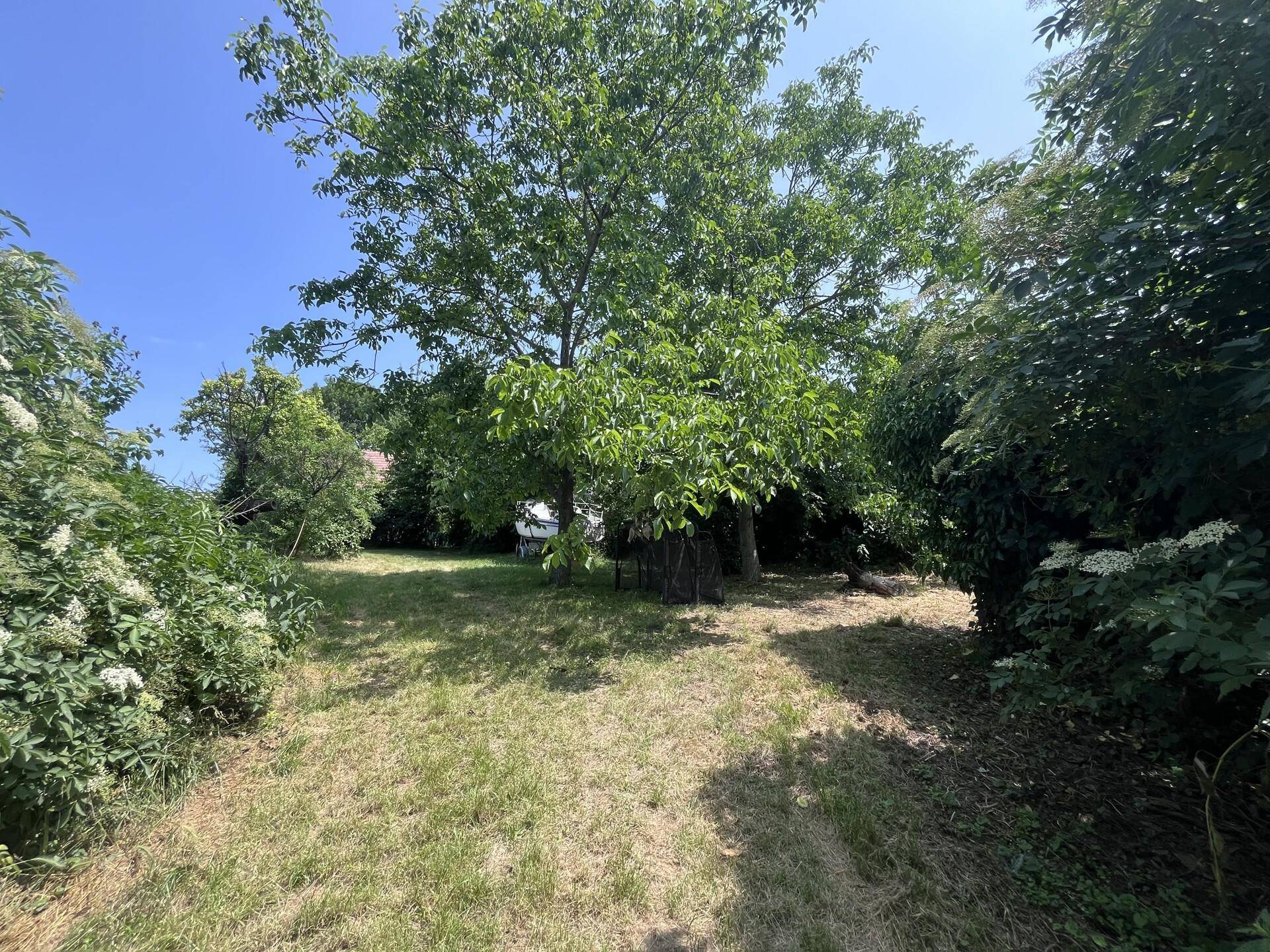 Großer, alter Baum spendet Schatten auf einer sonnigen Rasenfläche im Garten.