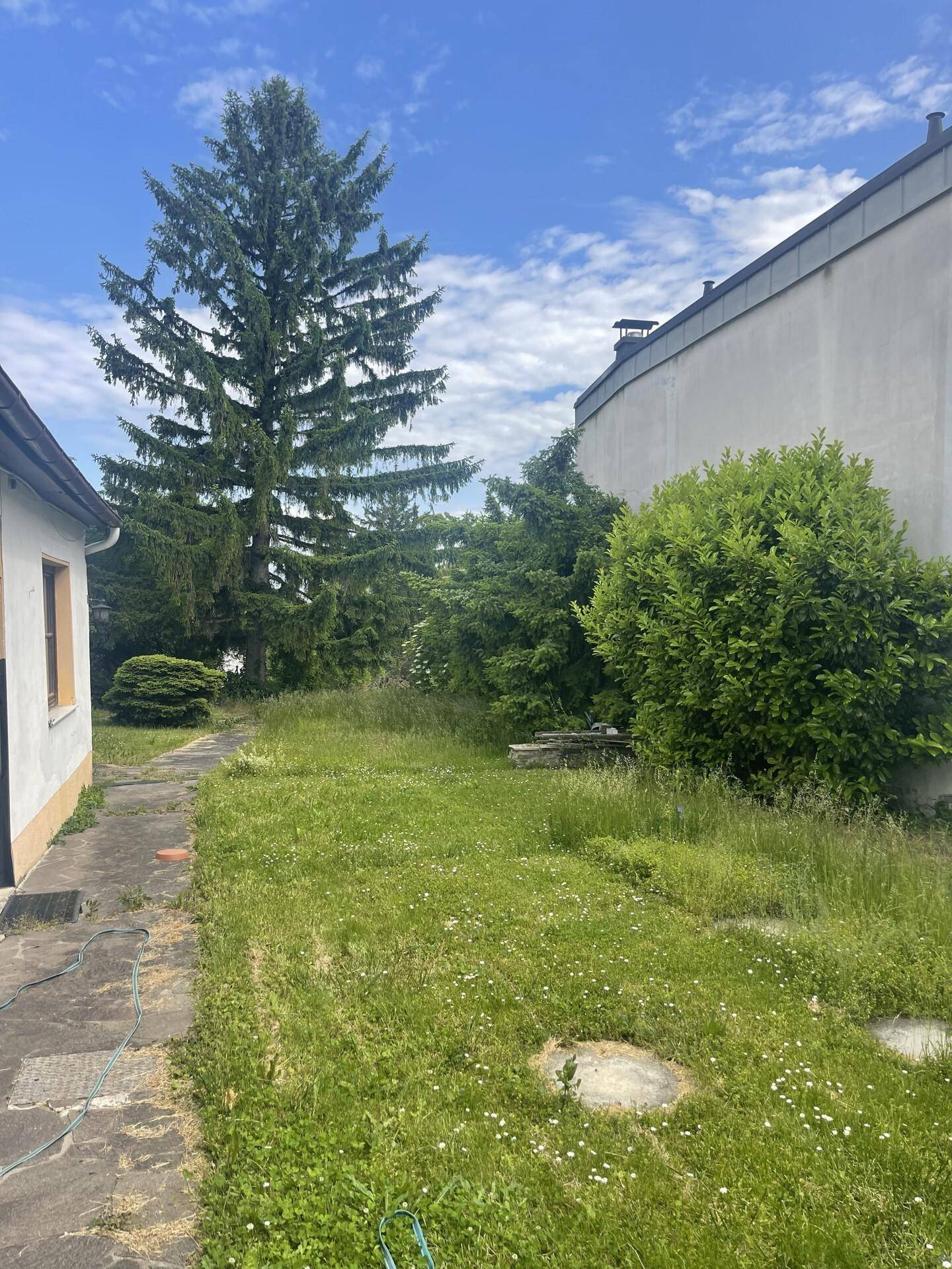 Blick auf den weitläufigen, verwilderten Garten neben dem Haus mit altem Baumbestand.