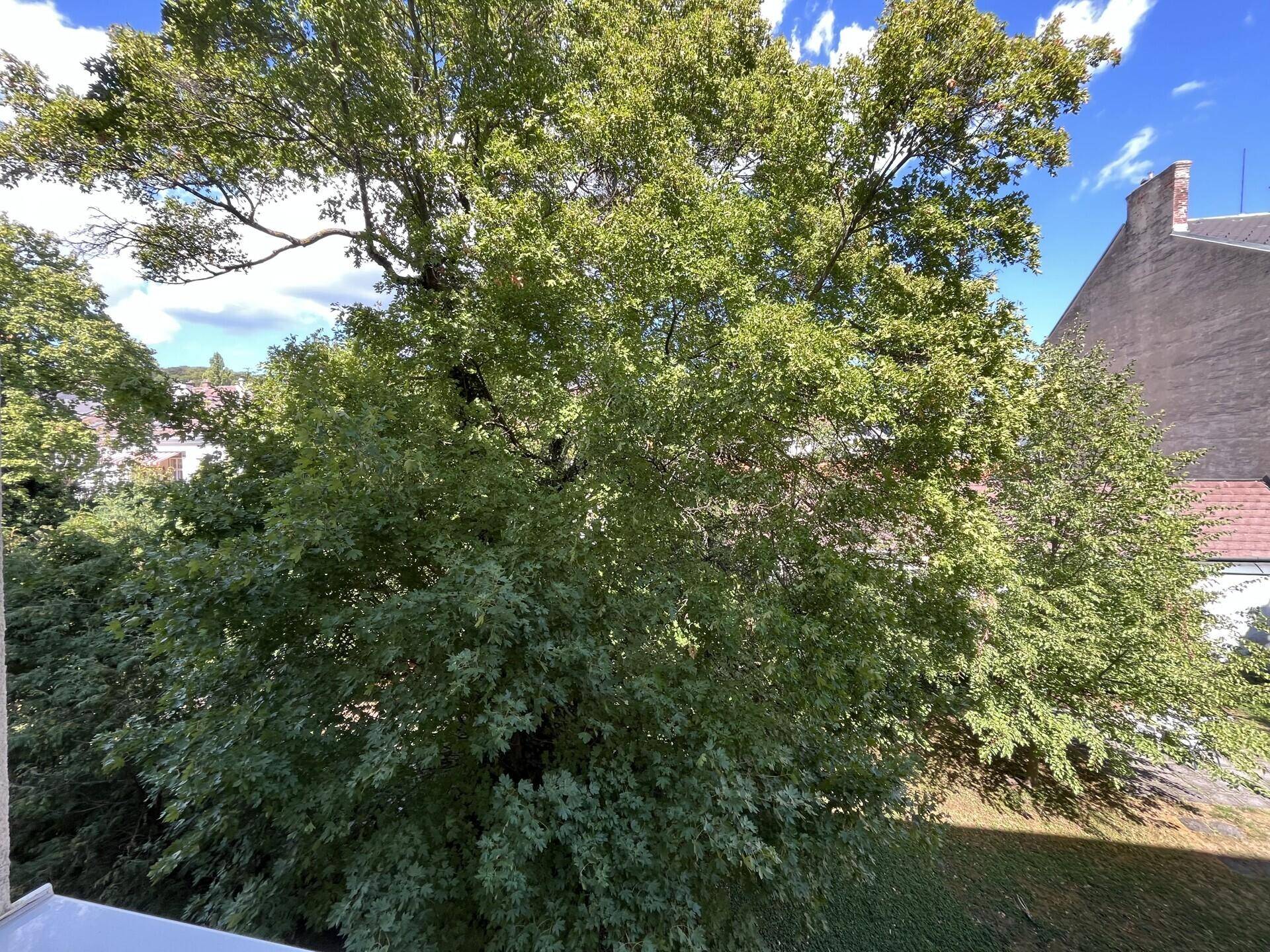 Üppiger Grünblick von einem Fenster oder Balkon auf einen großen Baum und umliegende Gebäude.