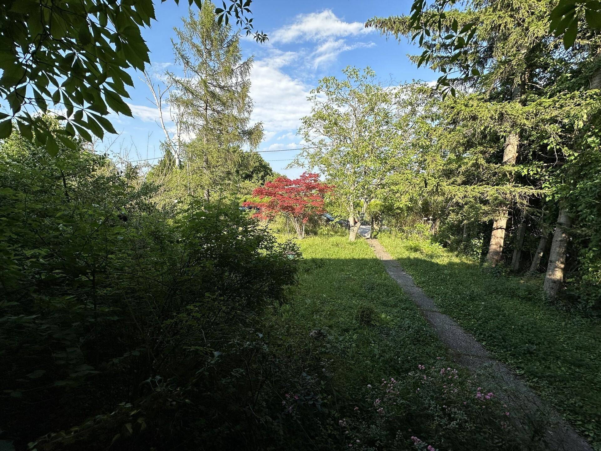 Blick auf einen verwilderten Gartenweg, umgeben von dichtem Grün und hohen Bäumen an einem sonnigen Tag.