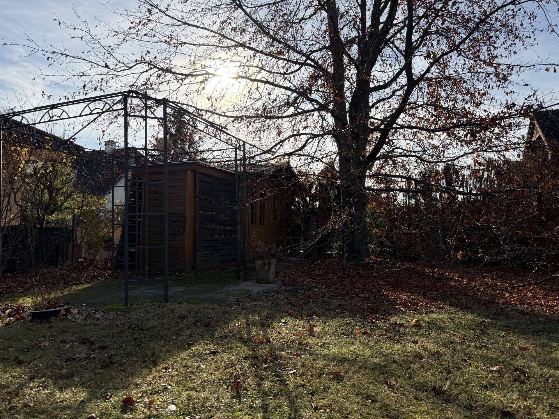 Großer Gartenbereich mit altem Baum, Gartenhaus und Metallpergola unter strahlendem Himmel.