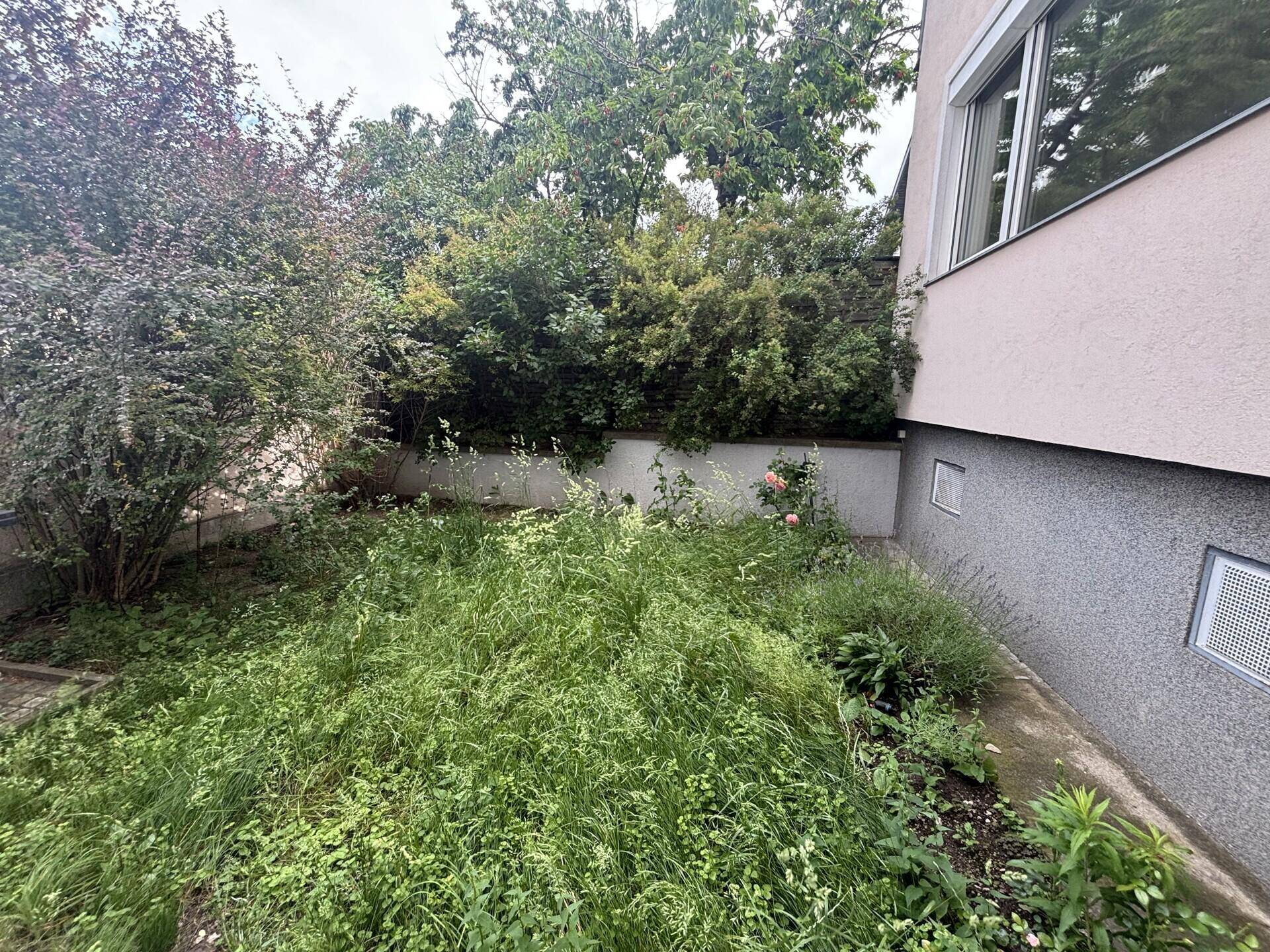 Ungepflegter Gartenbereich neben der Hausfassade mit viel Grün und Sträuchern.