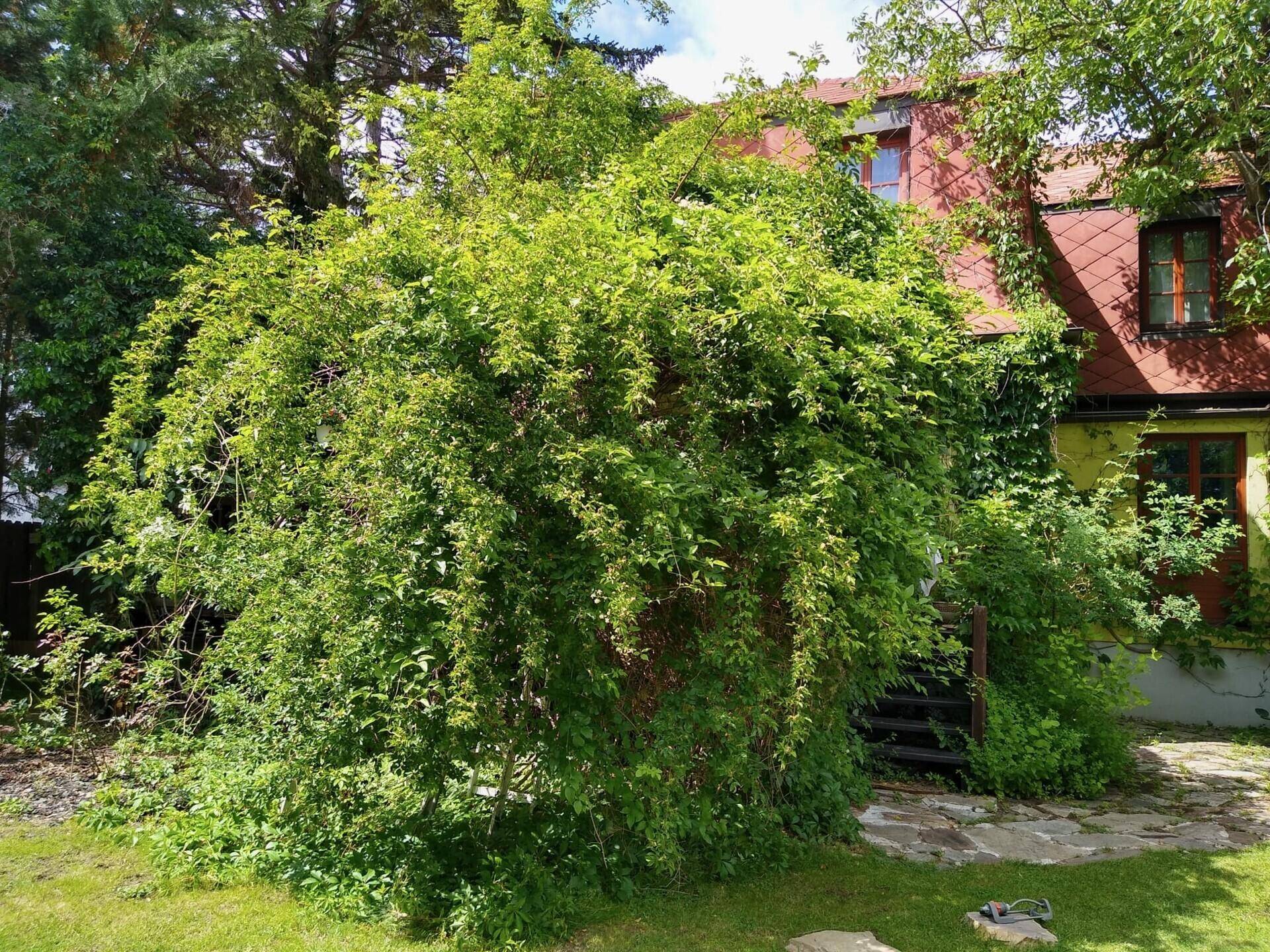 Das Haus ist teilweise von einem großen, grünen Busch verdeckt, umgeben von Natur.