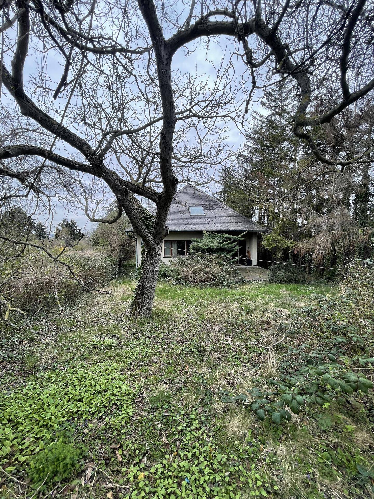 Blick auf das Haus aus dem verwilderten Garten, mit einem großen kahlen Baum im Vordergrund.