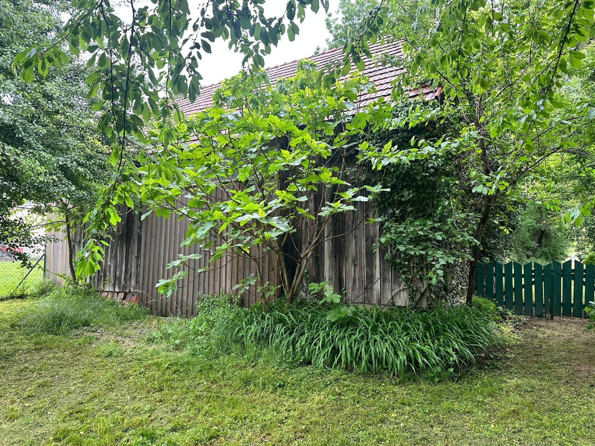Alter Holzschuppen umgeben von üppigem Grün und Bäumen im Gartenbereich.