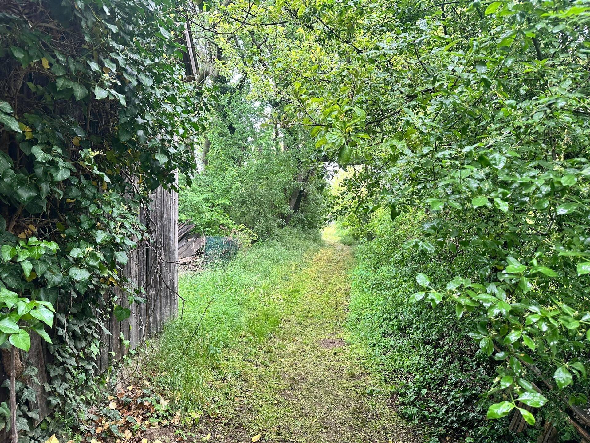 Schmaler Pfad durch einen üppig bewachsenen Garten mit viel Grün und Bäumen.