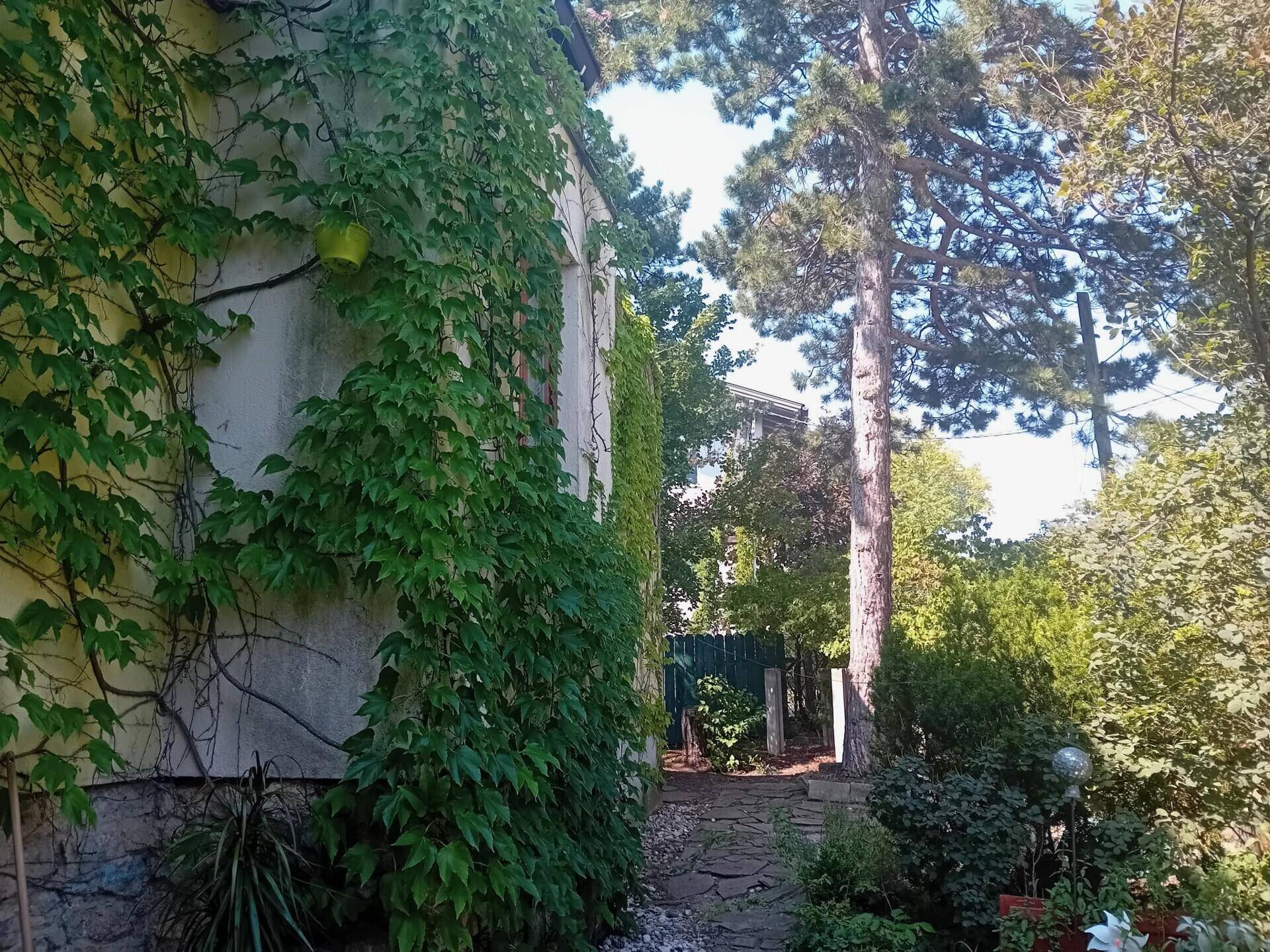 Hausfassade mit Efeu bewachsen, umgeben von hohen Bäumen und viel Grün.