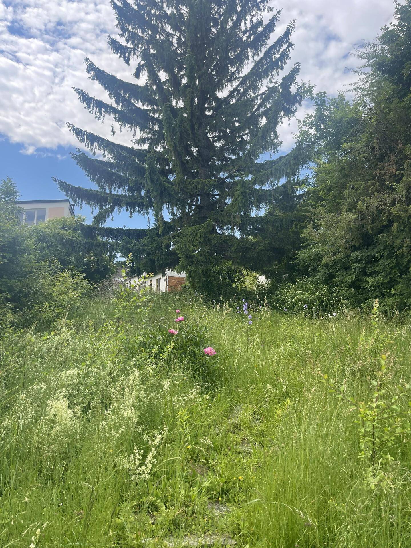 Großer, verwilderter Gartenbereich mit hohen Gräsern und einem imposanten Nadelbaum.