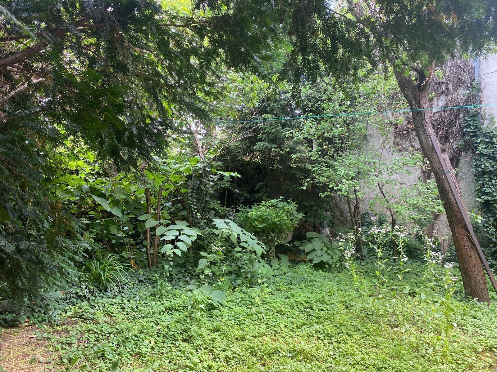 Üppiger, verwilderter Gartenbereich mit dichtem Grün und hohen Bäumen.
