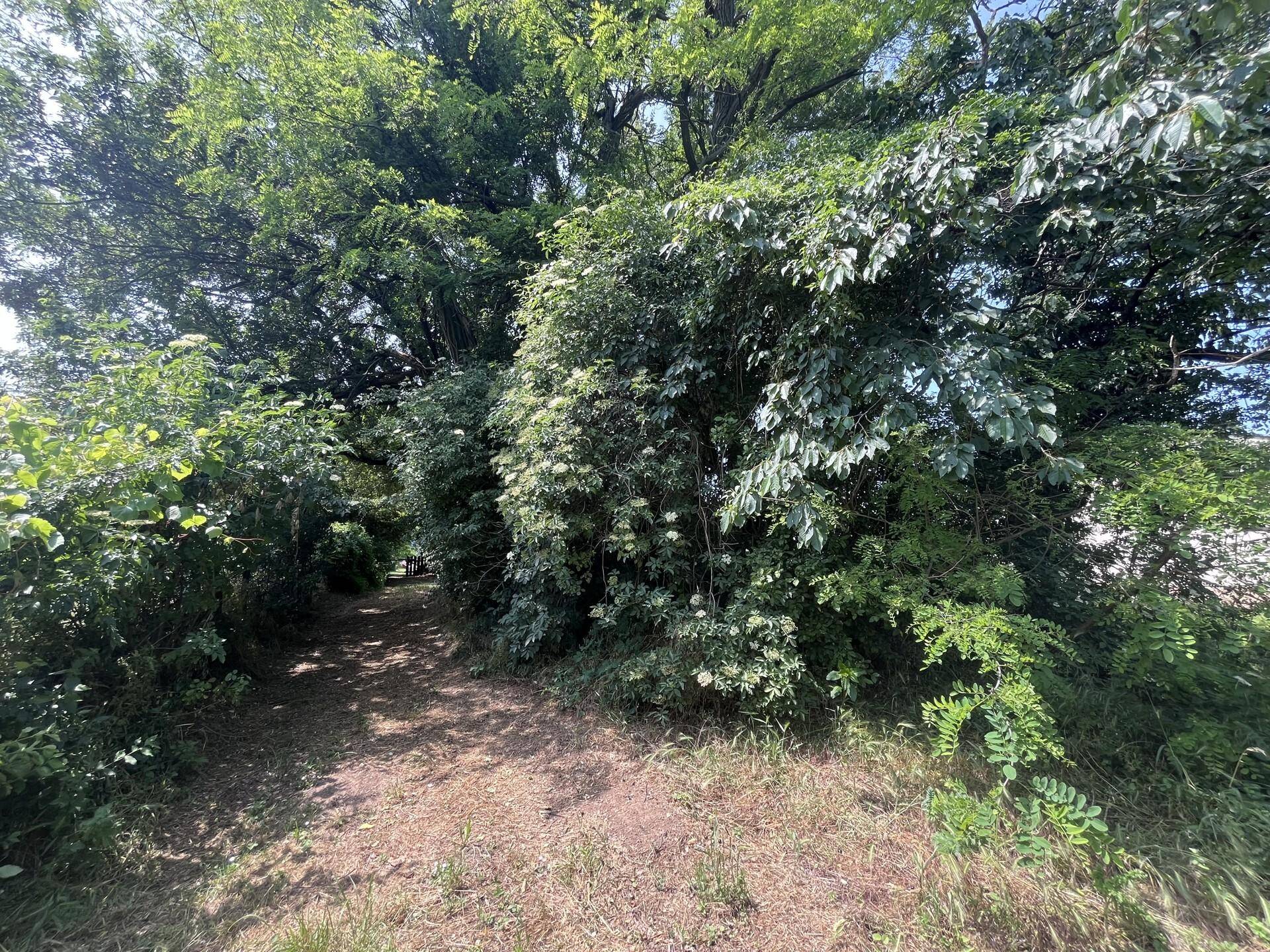 Sonniger, überwachsener Pfad durch dichte Vegetation und Bäume im Gartenbereich.