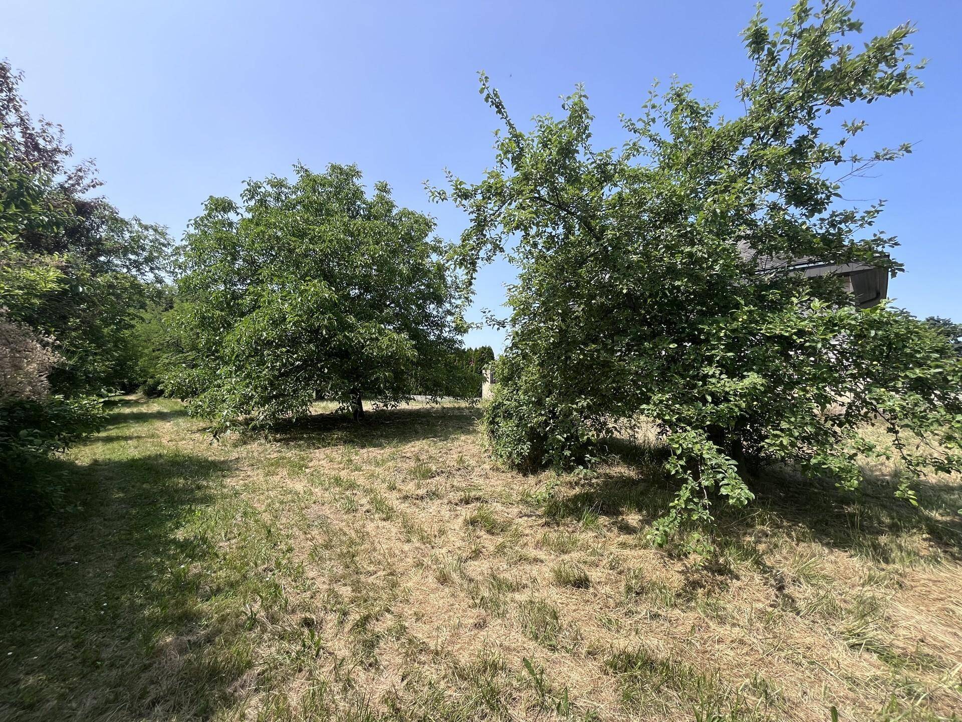 Großer Gartenbereich mit Bäumen und trockenem Gras unter blauem Himmel.