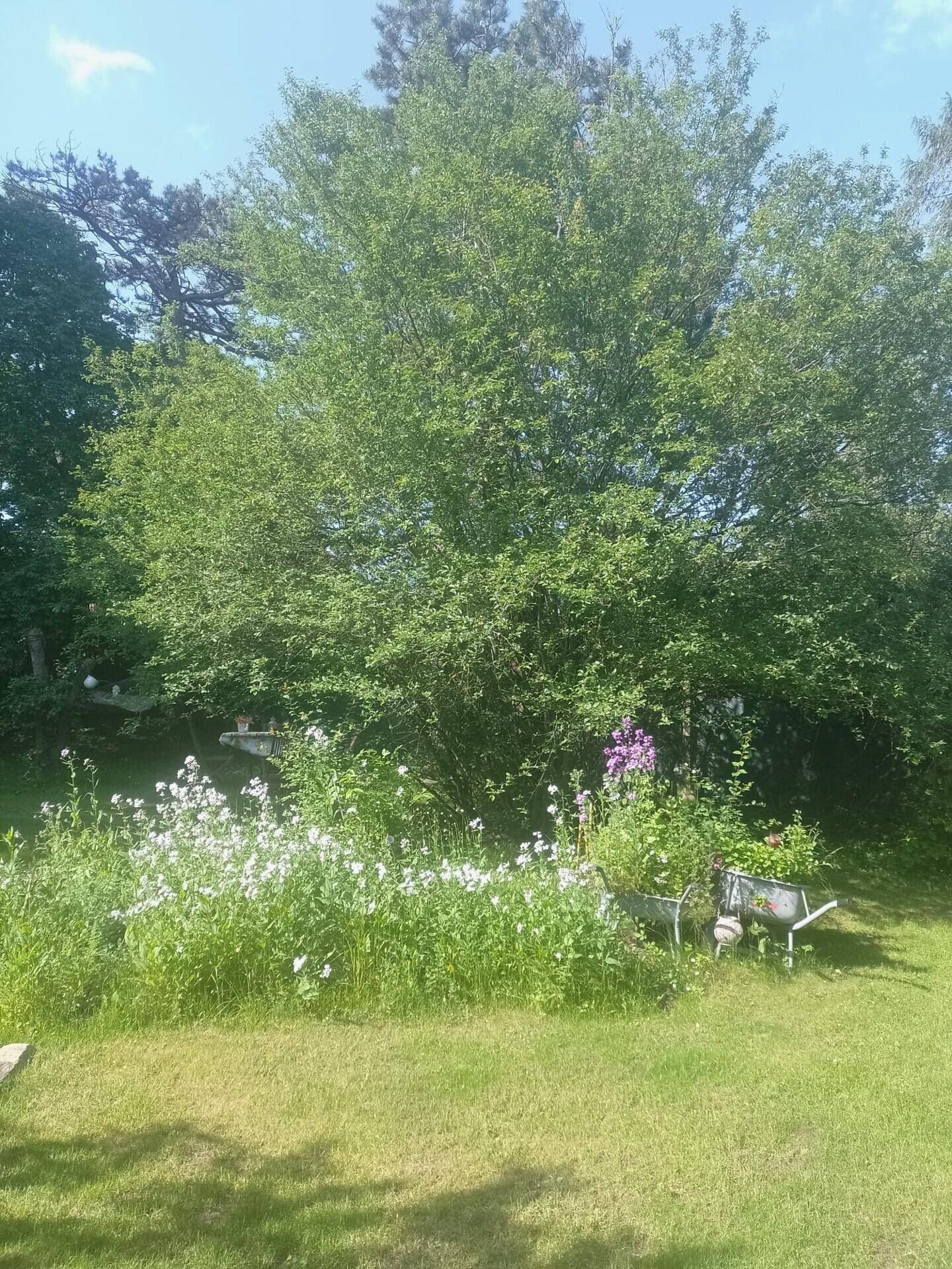Großer Baum und blühende Wildblumen prägen den naturnahen Gartenbereich.