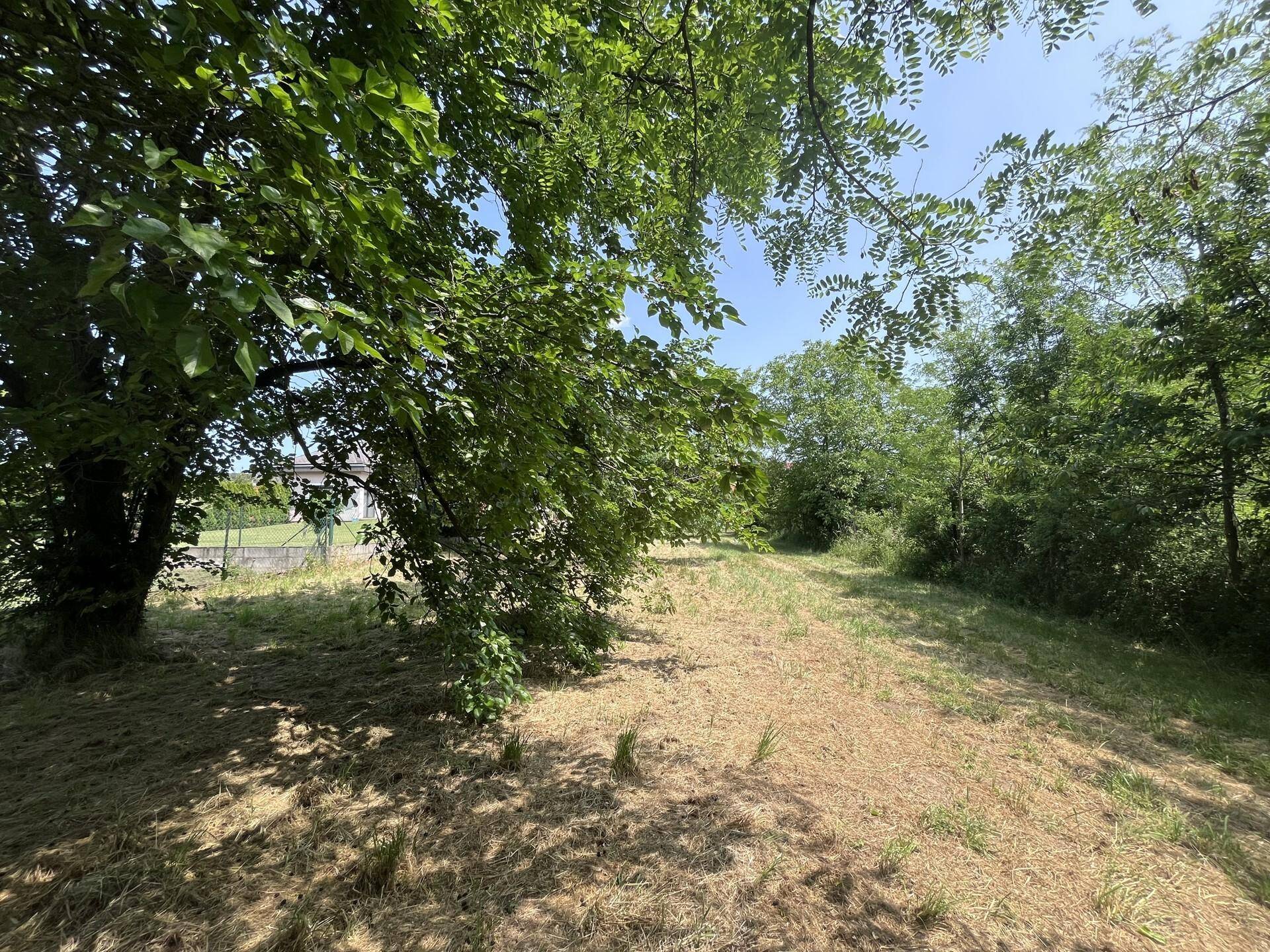 Sonniger, offener Pfad durch eine Rasenfläche, gesäumt von Bäumen und Sträuchern.