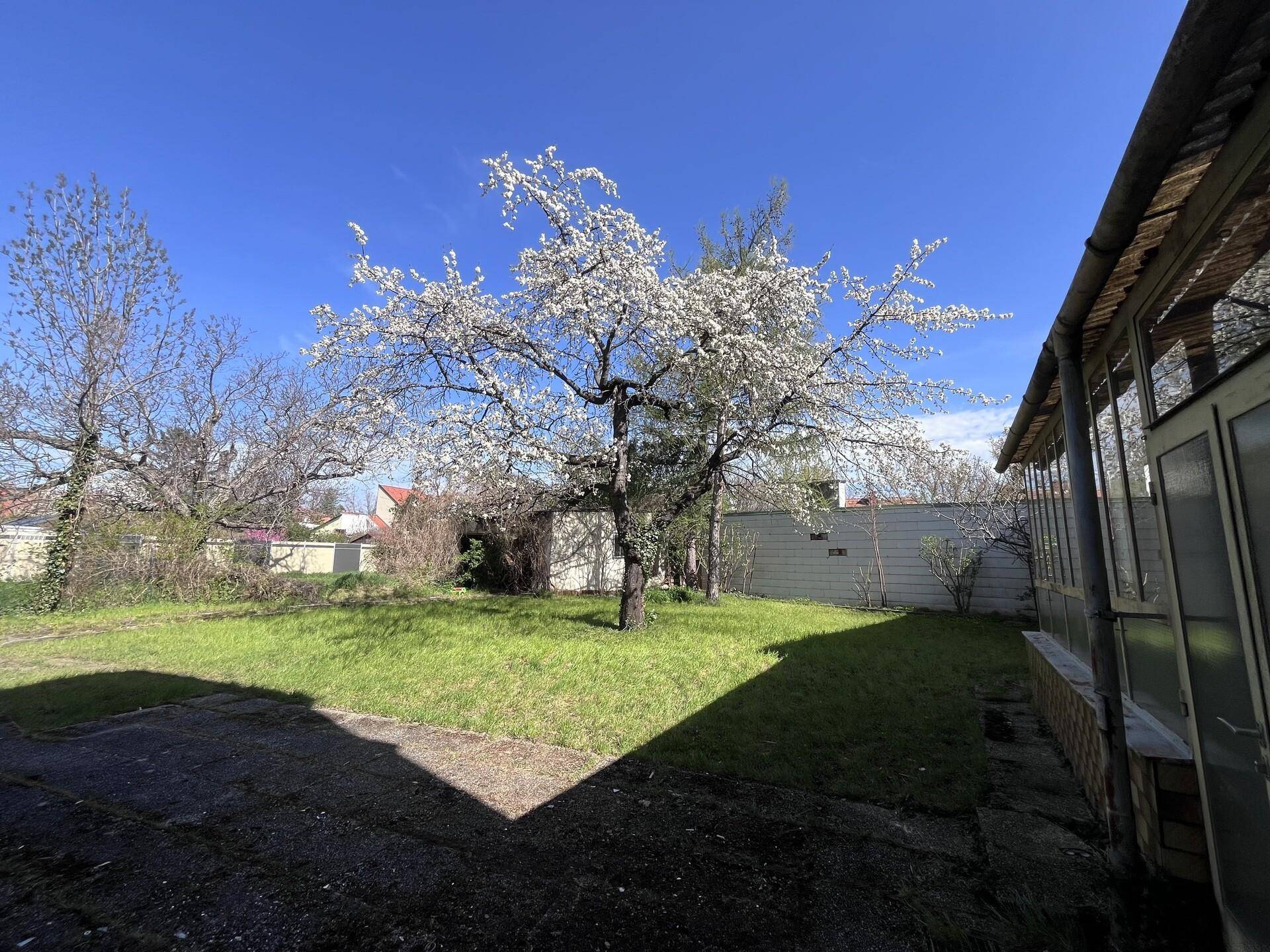 Grüner Garten mit blühendem Baum und sonnigem Bereich, ideal zum Entspannen.