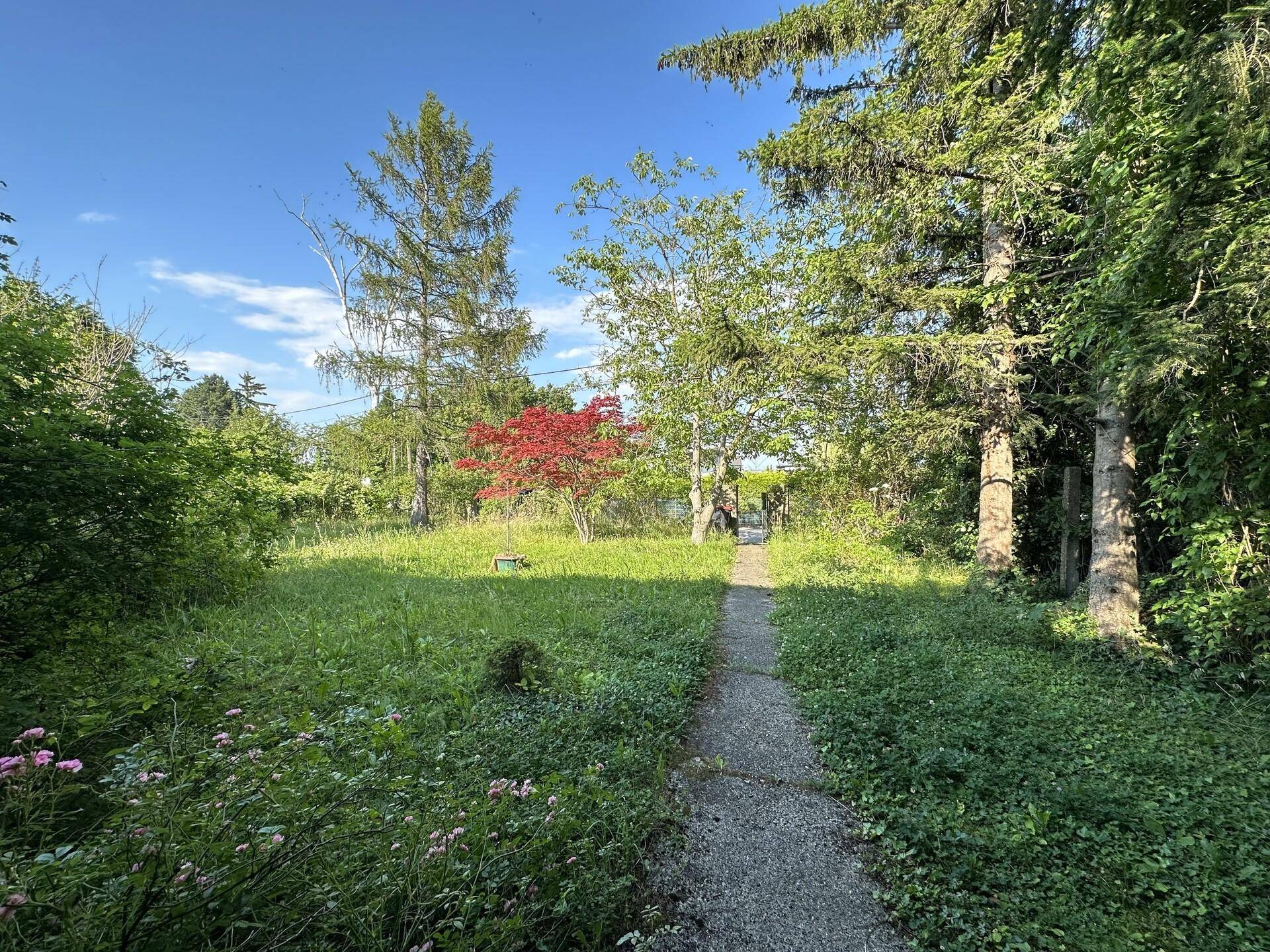 Verwilderter Gartenweg führt durch dichtes Grün mit Bäumen und Sträuchern unter blauem Himmel.