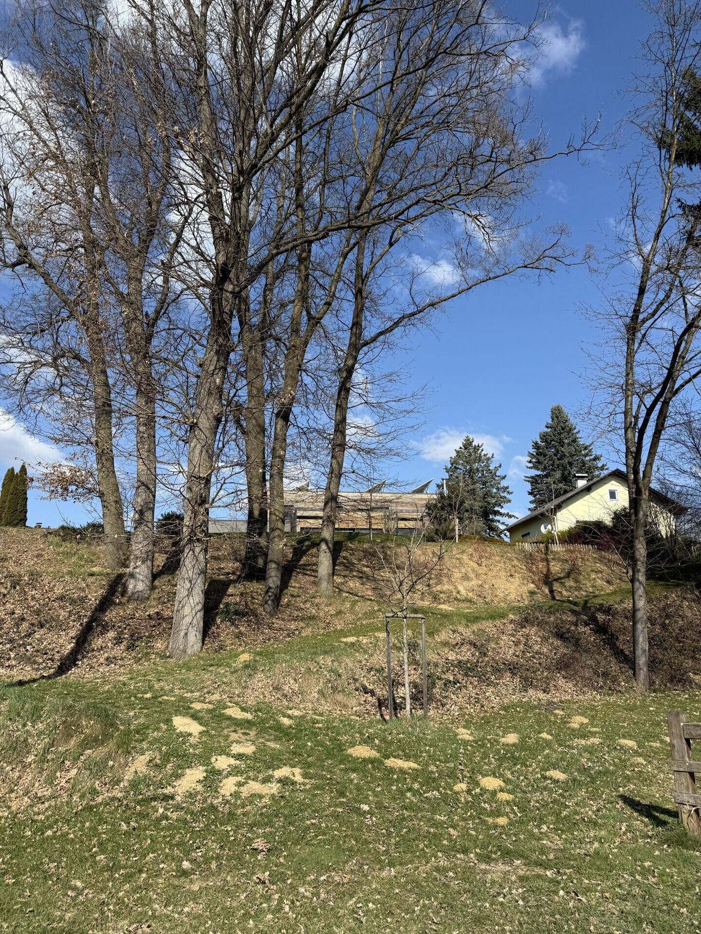 Hügelige Landschaft mit hohen Bäumen und einem Haus im Hintergrund unter blauem Himmel.