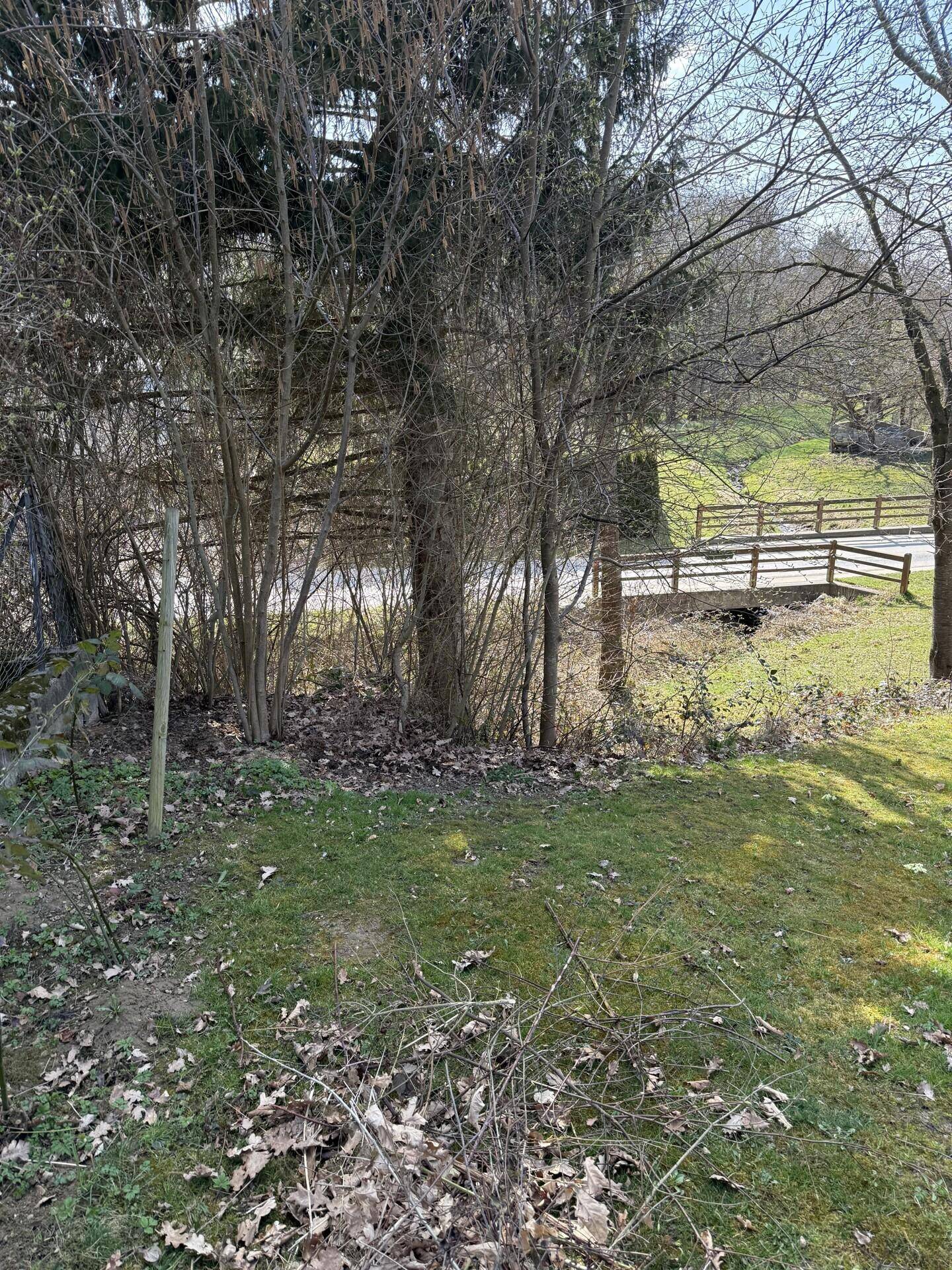 Naturbelassener Gartenbereich mit Bäumen und Sträuchern, im Hintergrund eine kleine Brücke.