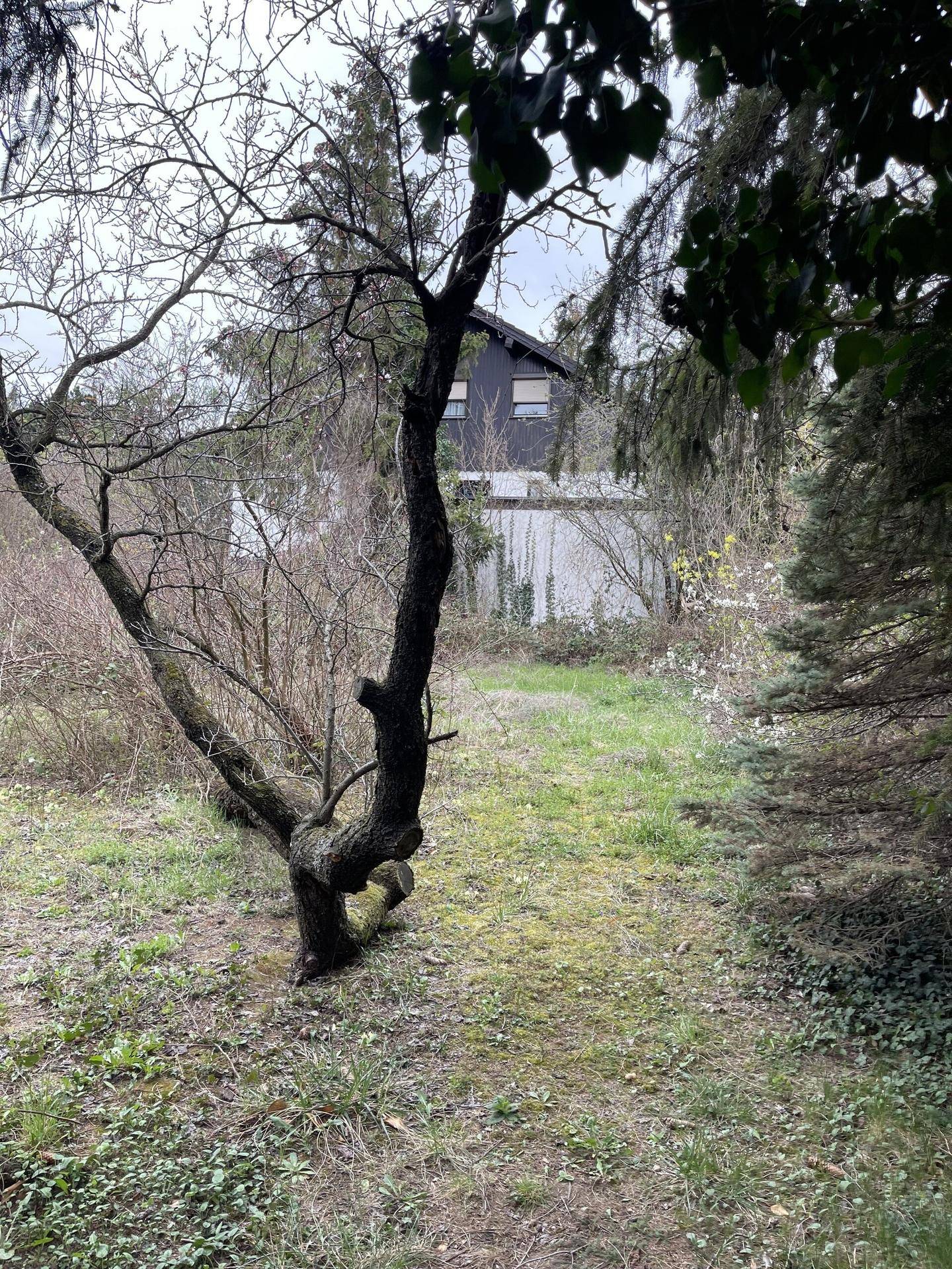 Verwilderter Gartenbereich mit kahlen Bäumen und einem weiteren Haus in der Ferne unter bewölktem Himmel.