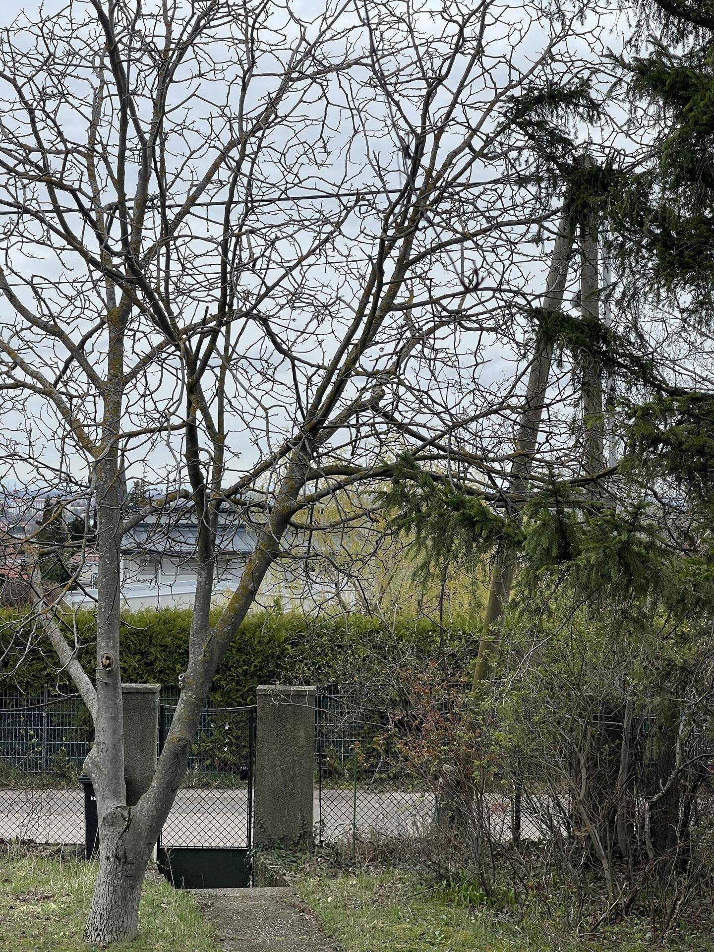 Nahaufnahme des Gartens mit kahlen Bäumen, einem Zaun und einem Haus im Hintergrund bei bewölktem Wetter.