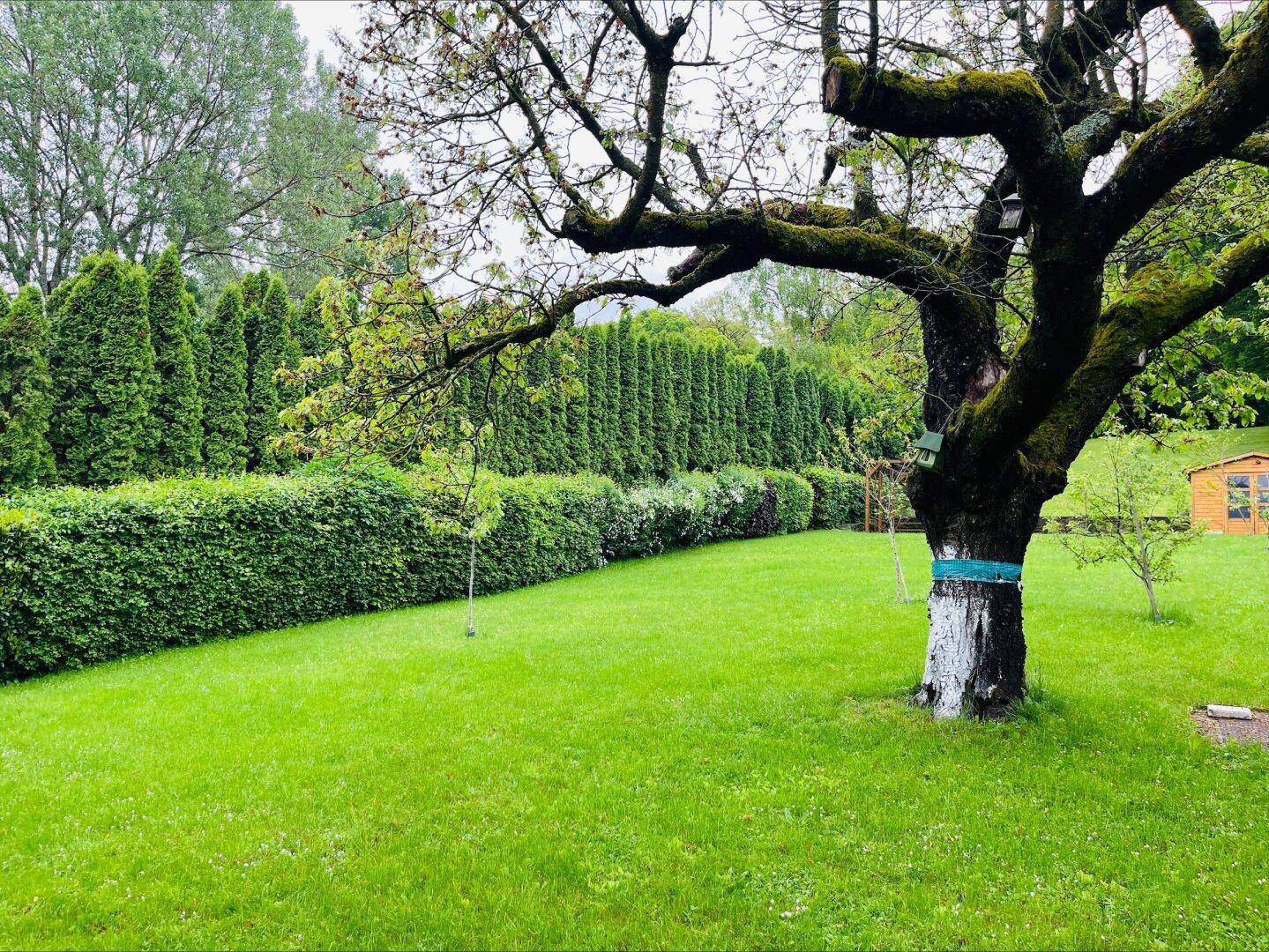 Großer, gepflegter Garten mit weitläufiger Rasenfläche, hohen Hecken und altem Obstbaum.