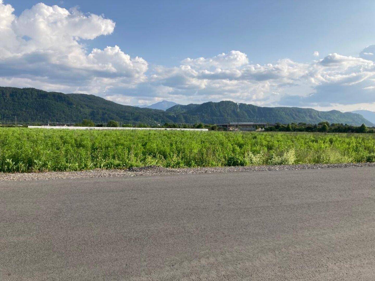 Weites grünes Feld erstreckt sich bis zu den majestätischen Bergen im Hintergrund unter einem klaren blauen Himmel.