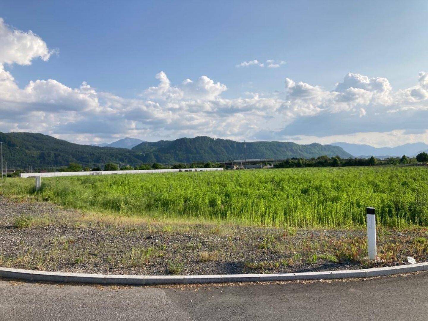 Ein weites, grünes Feld mit üppiger Vegetation und einer beeindruckenden Bergkette am Horizont unter blauem Himmel.