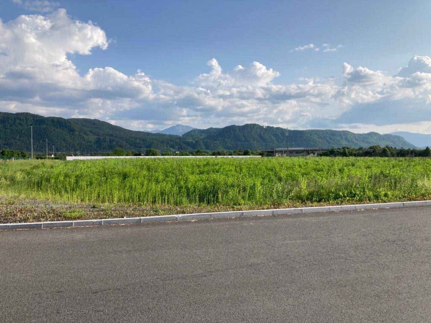 Blick über ein ausgedehntes grünes Feld, das sich bis zu den sanften Hügeln und Bergen im Hintergrund erstreckt.