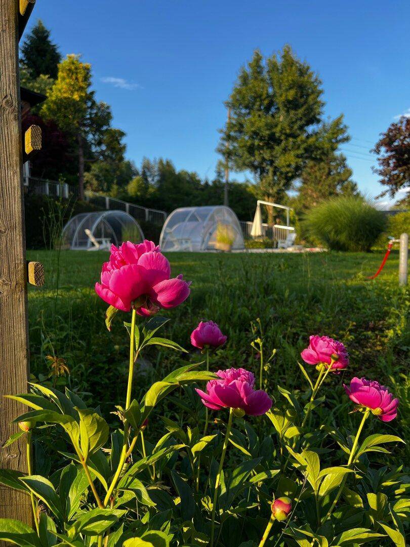 Nahaufnahme von leuchtend rosa Pfingstrosen in einem sonnigen Garten mit grüner Rasenfläche.