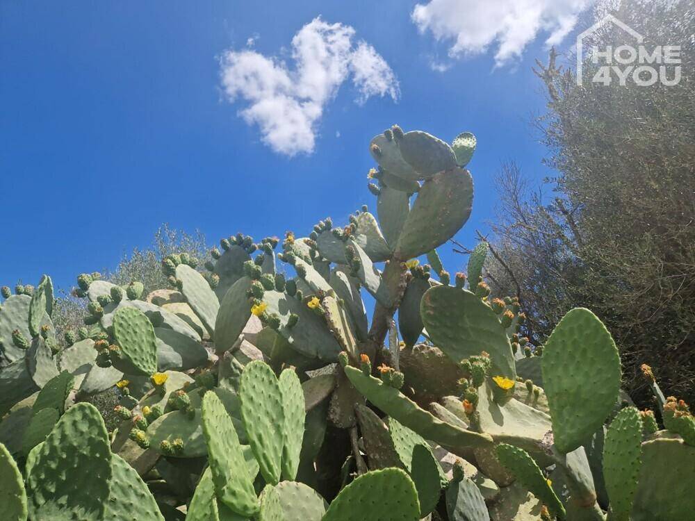 Kaktusfeigenpflanzen mit gelben Blüten unter strahlend blauem Himmel, die eine tropische Atmosphäre schaffen.