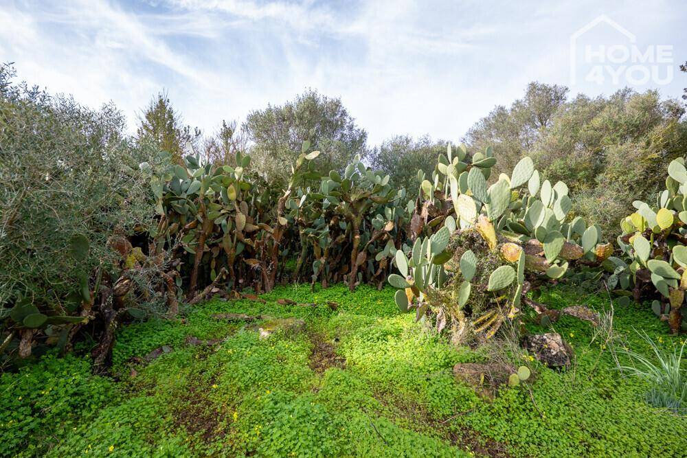 Dichter Bewuchs mit großen Kakteen und grünen Pflanzen in einem verwilderten Gartenbereich.