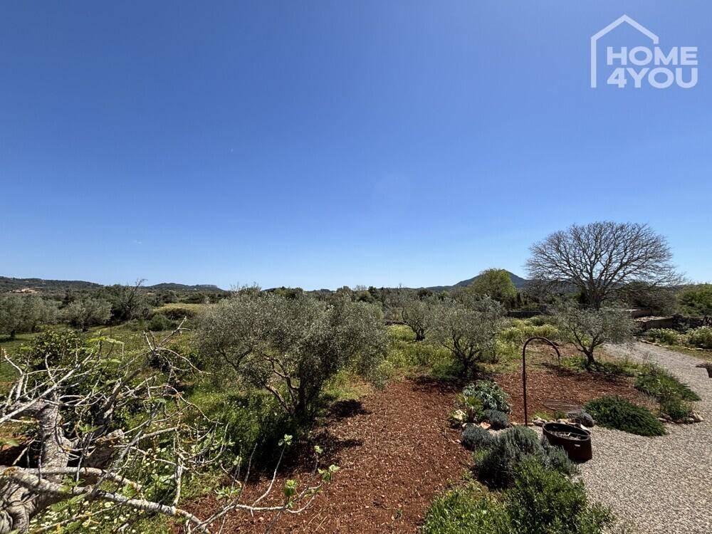 Weitläufige Landschaftsansicht mit Olivenbäumen und mediterraner Vegetation.