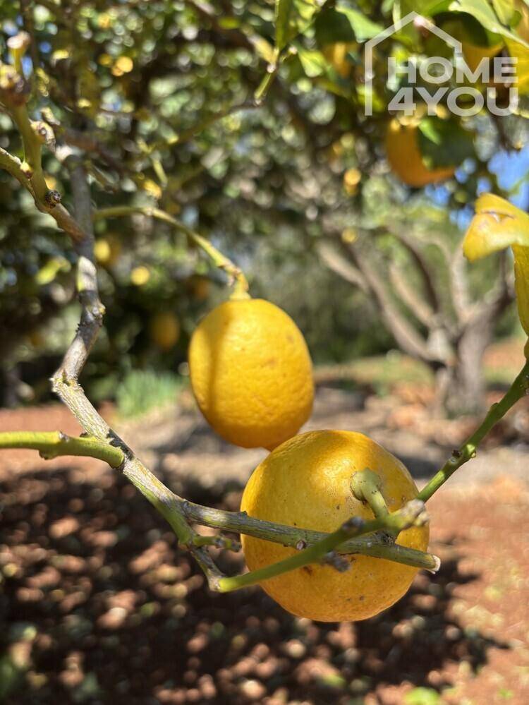 Nahaufnahme von reifen Zitronen an einem Baum im sonnigen Garten.