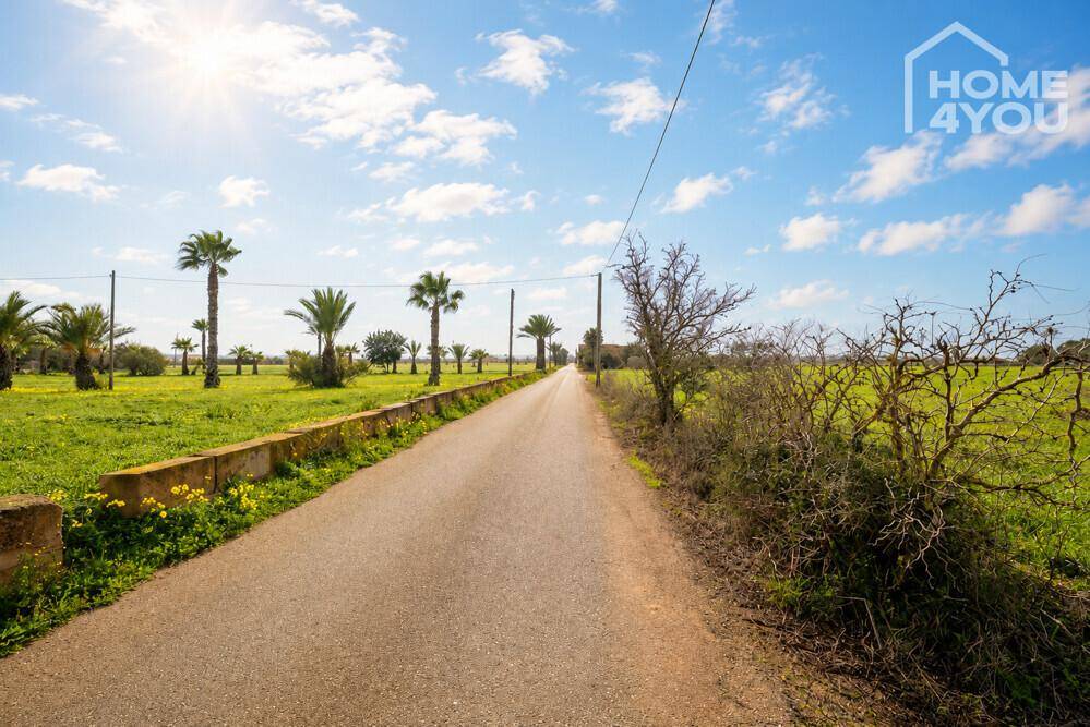 Ländliche Straße gesäumt von Palmen und grünen Feldern unter strahlendem Sonnenschein.